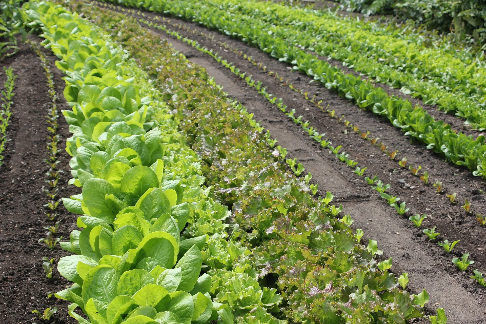 salad-500157_1920.jpg