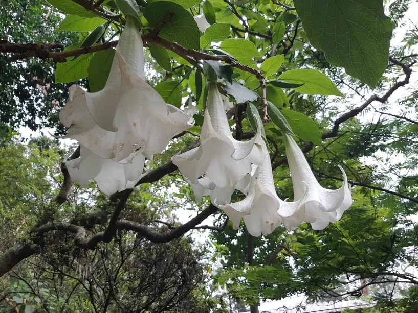 Foto de Olivia España