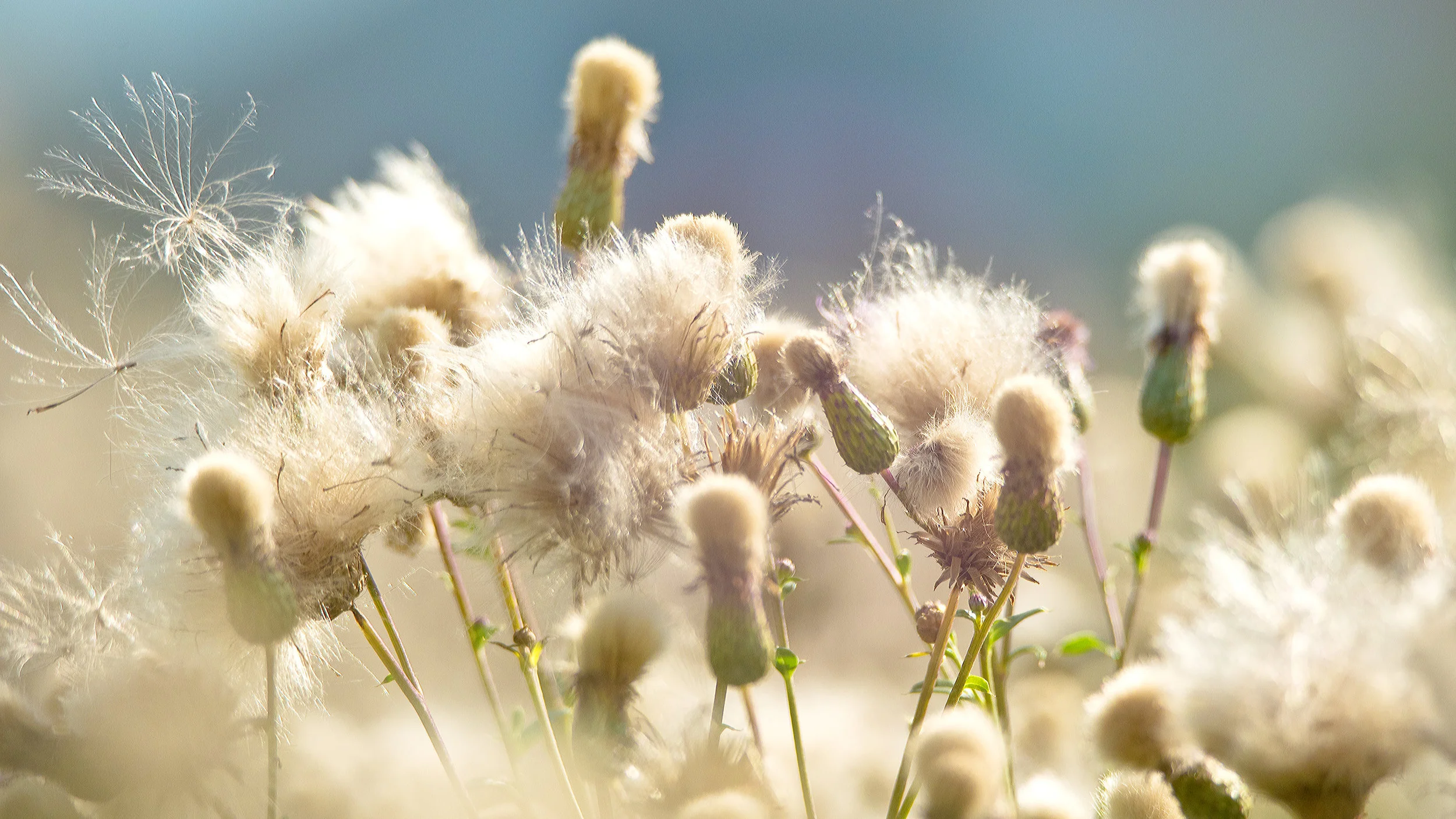 Pollen I