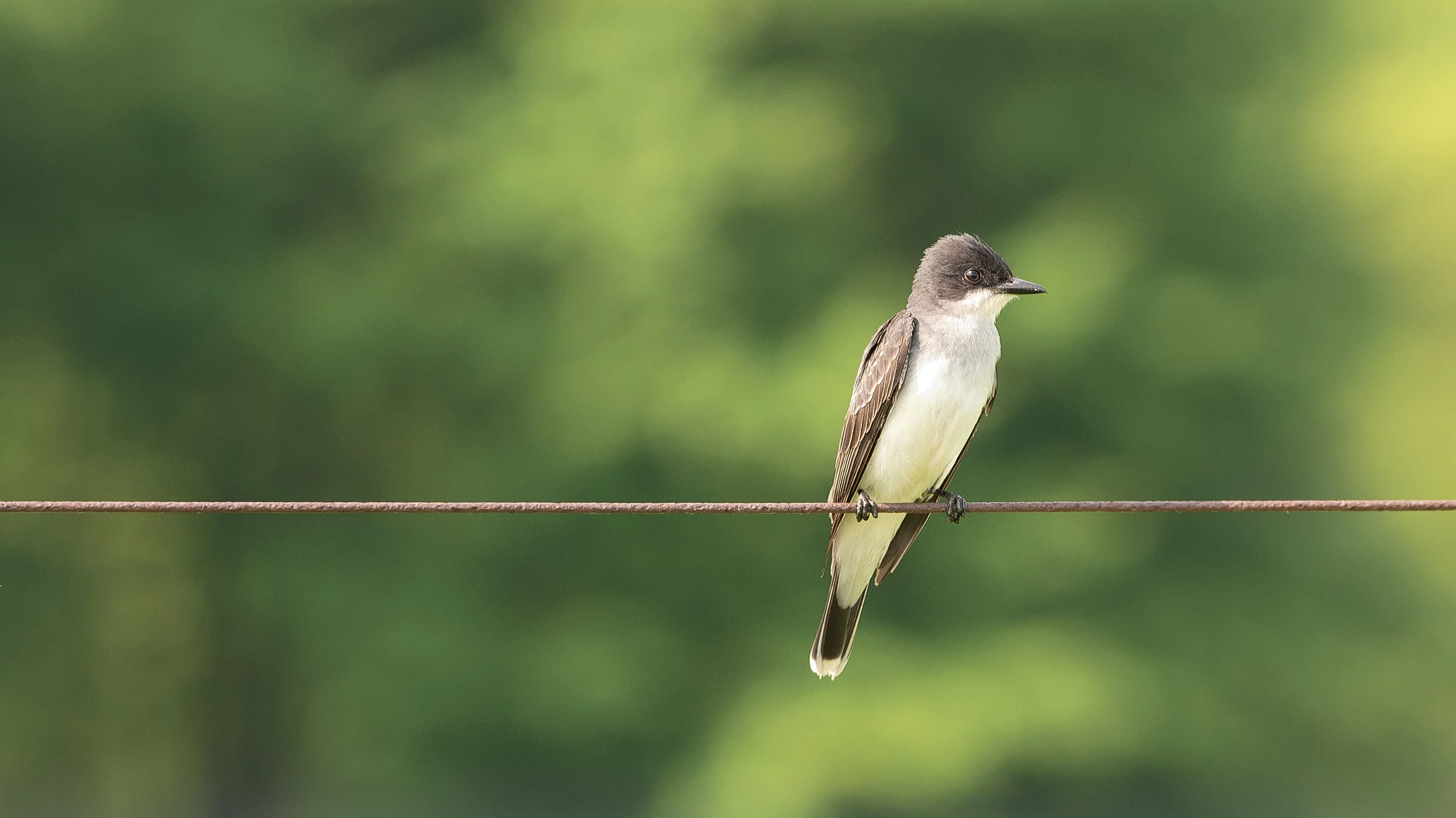 Eastern Kingbird