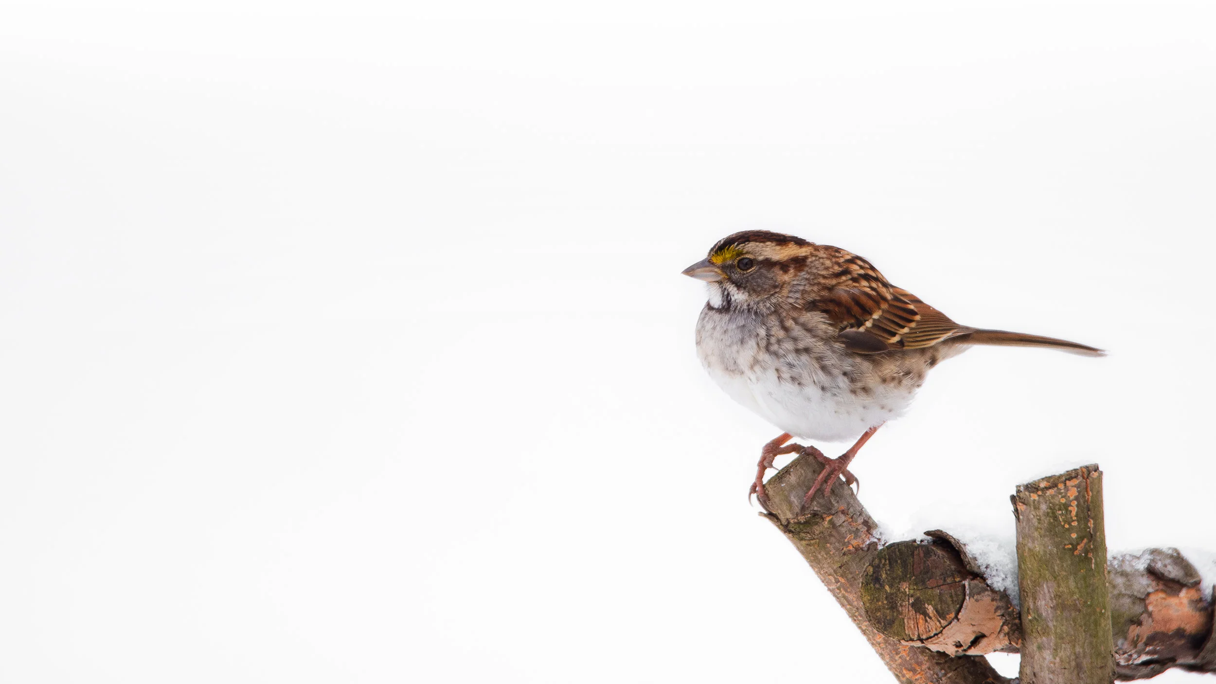 White Throated Sparrow
