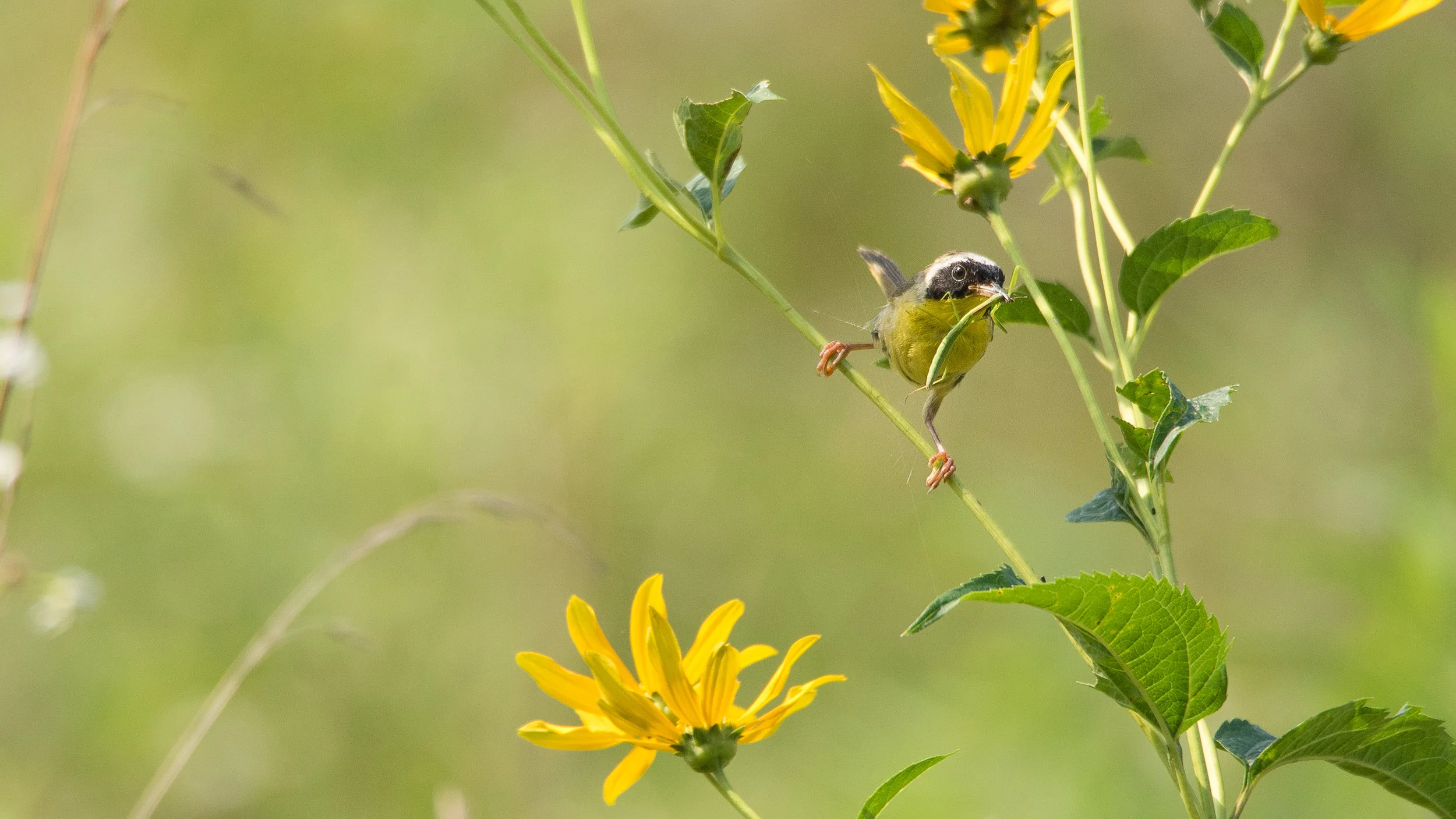 Common Yellowthroat
