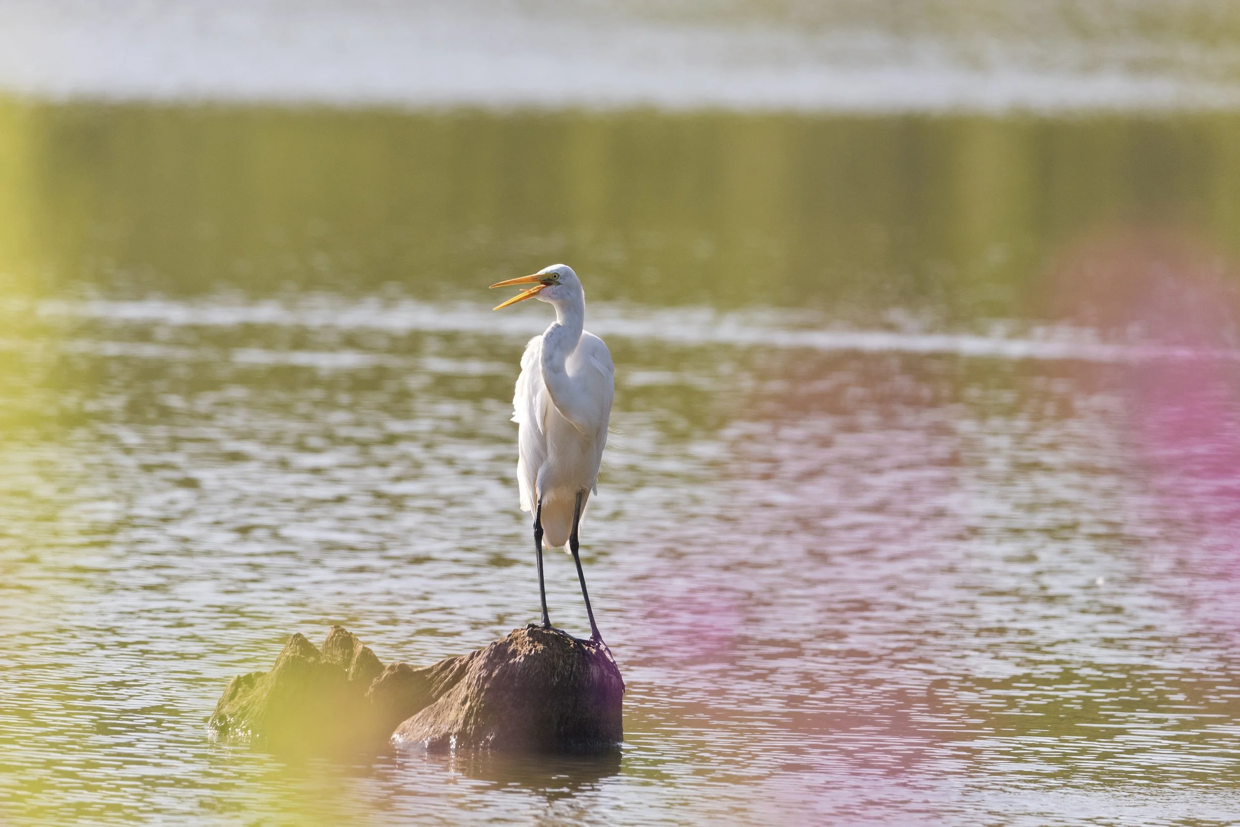 Great Egret