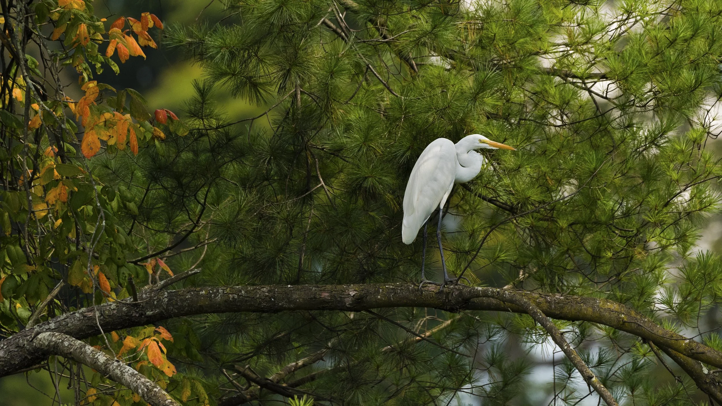 Great Egret
