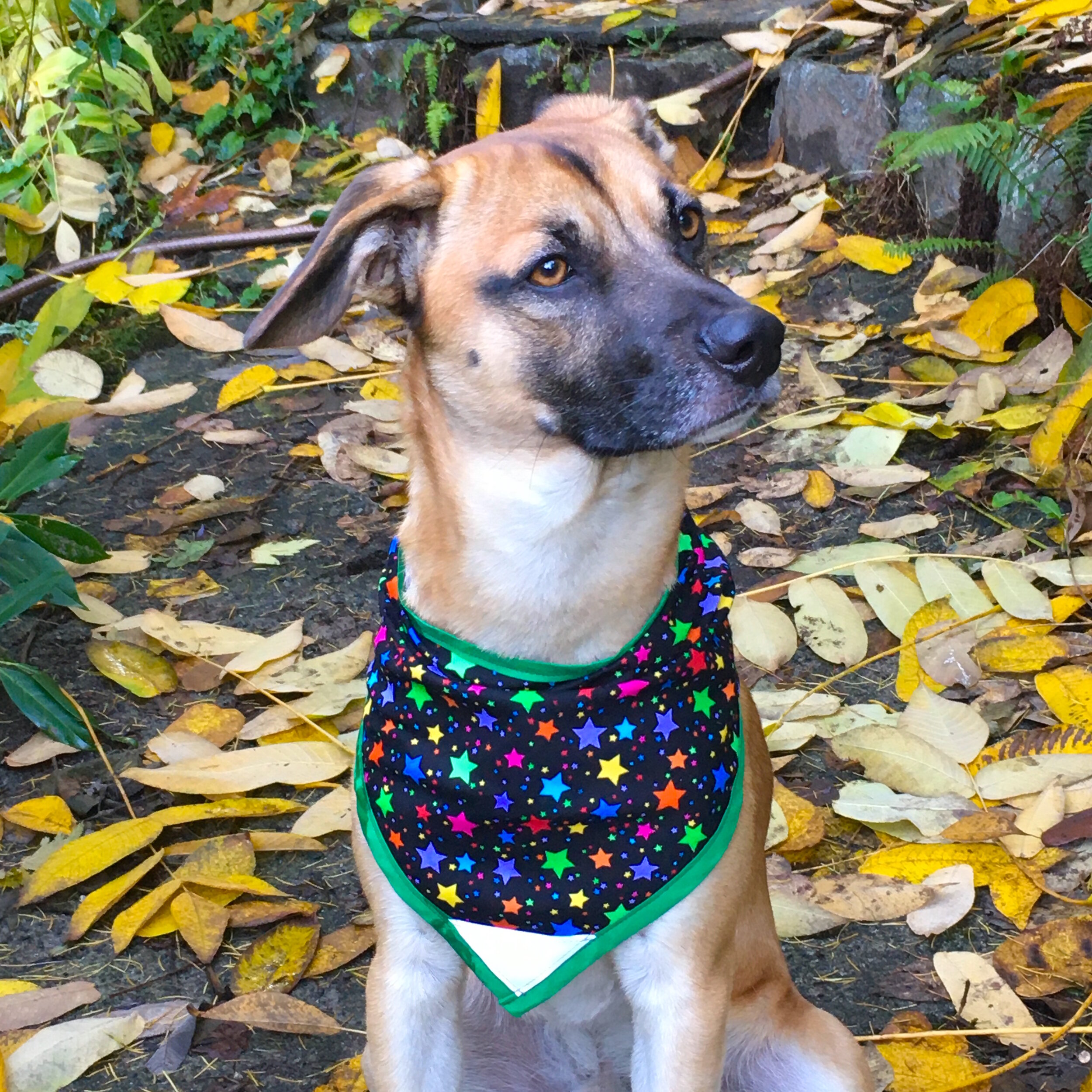 Rainbow Stars - Pettee.JPG