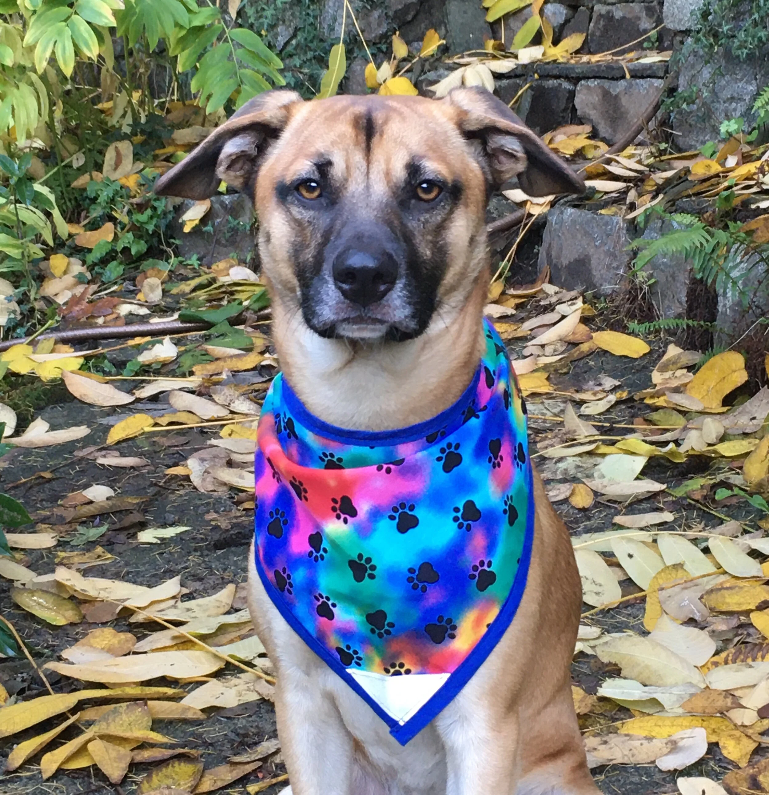 Rainbow Paws - Pettee.JPG