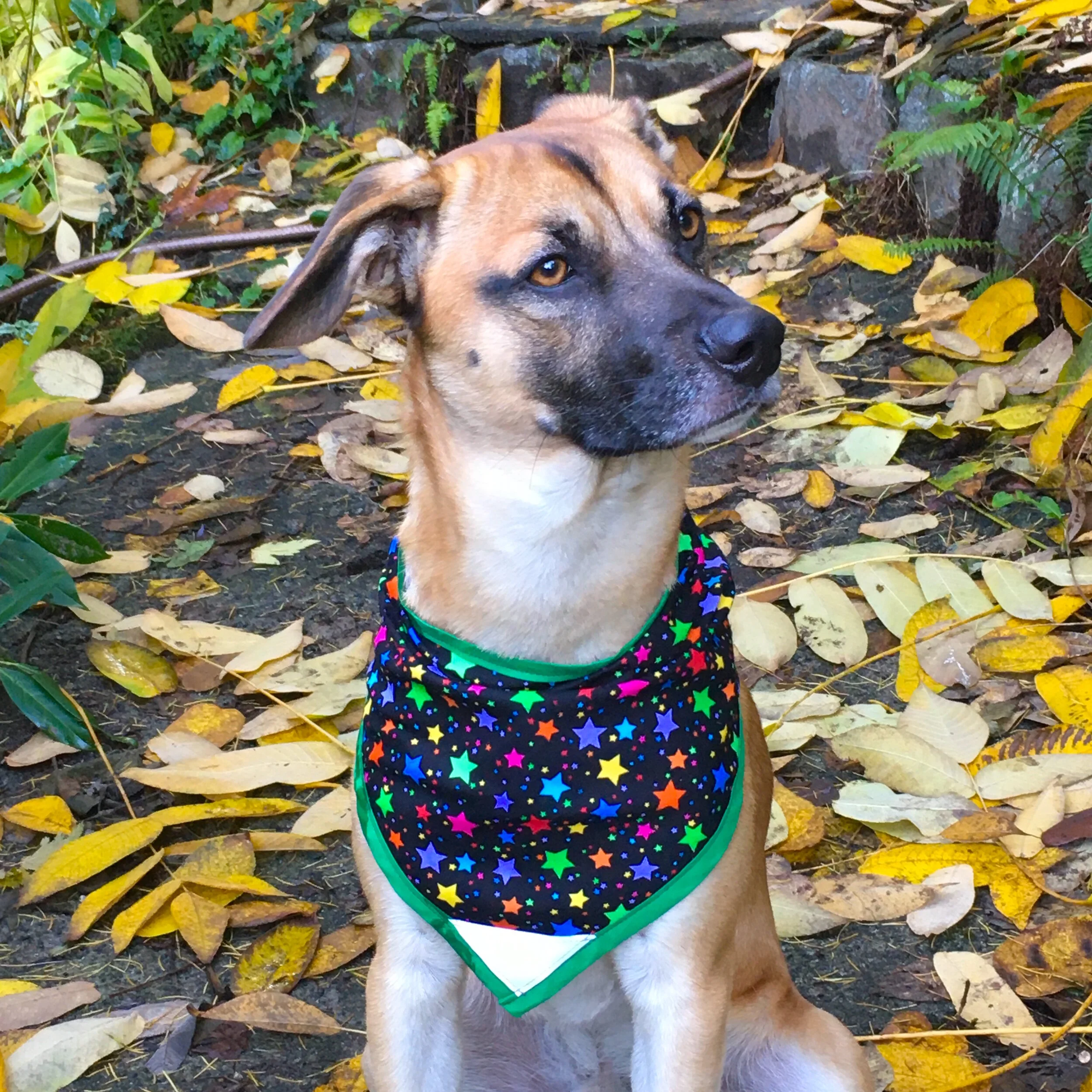 Rainbow Stars - Pettee.JPG