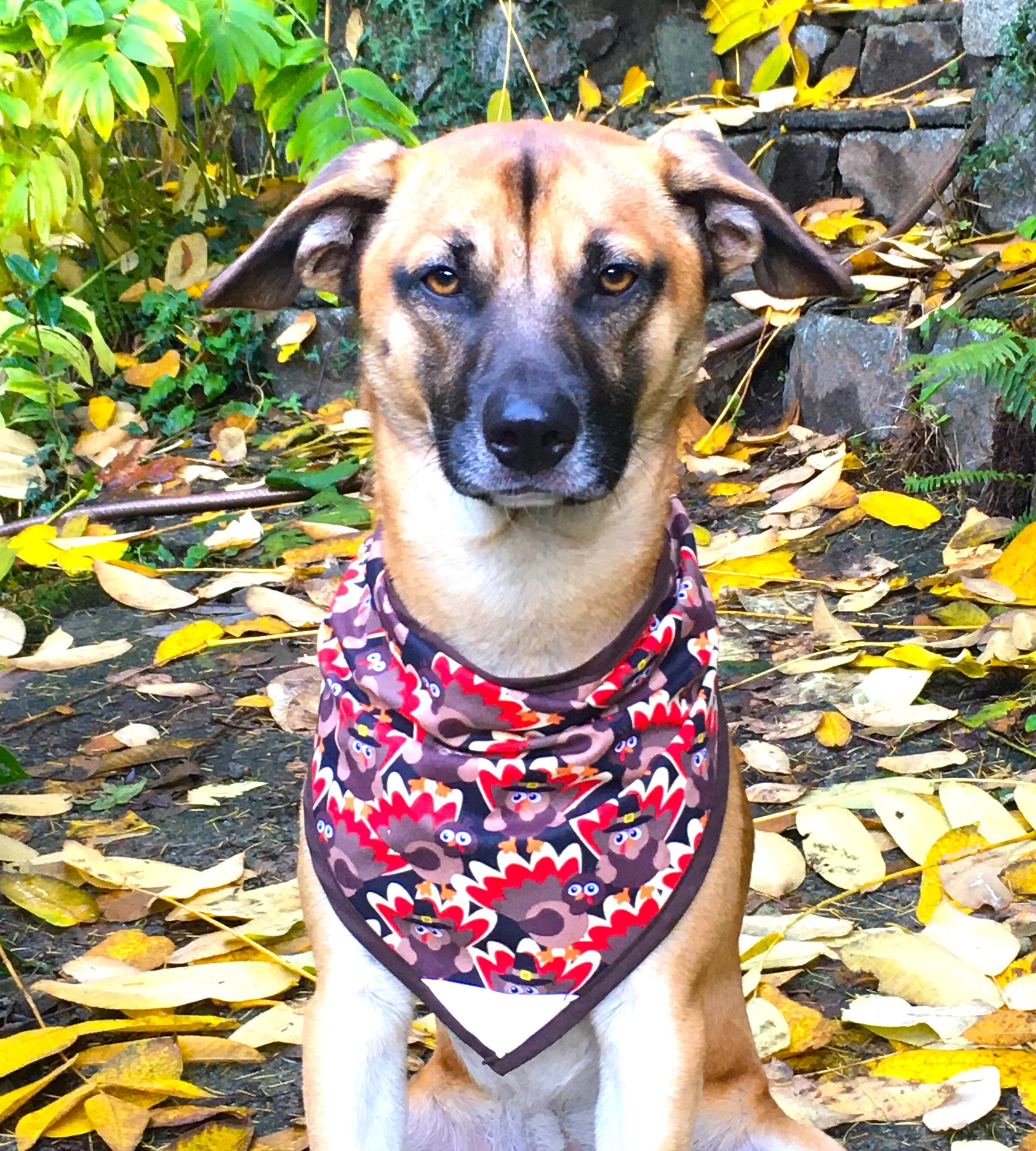 Turkeytime - Pettee.JPG