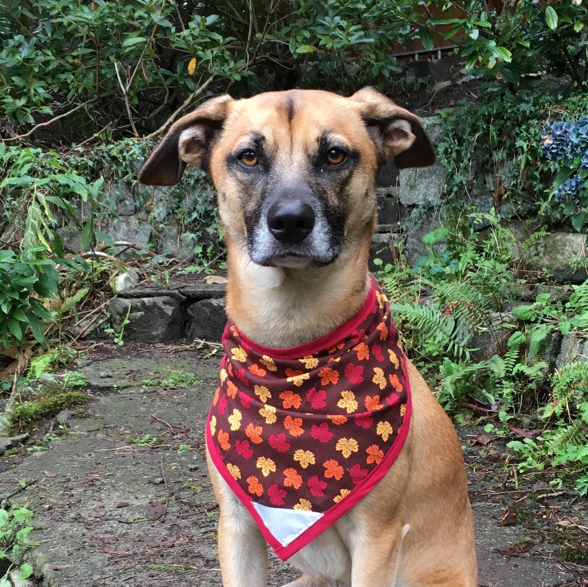 Fall Maple - P copy.JPG