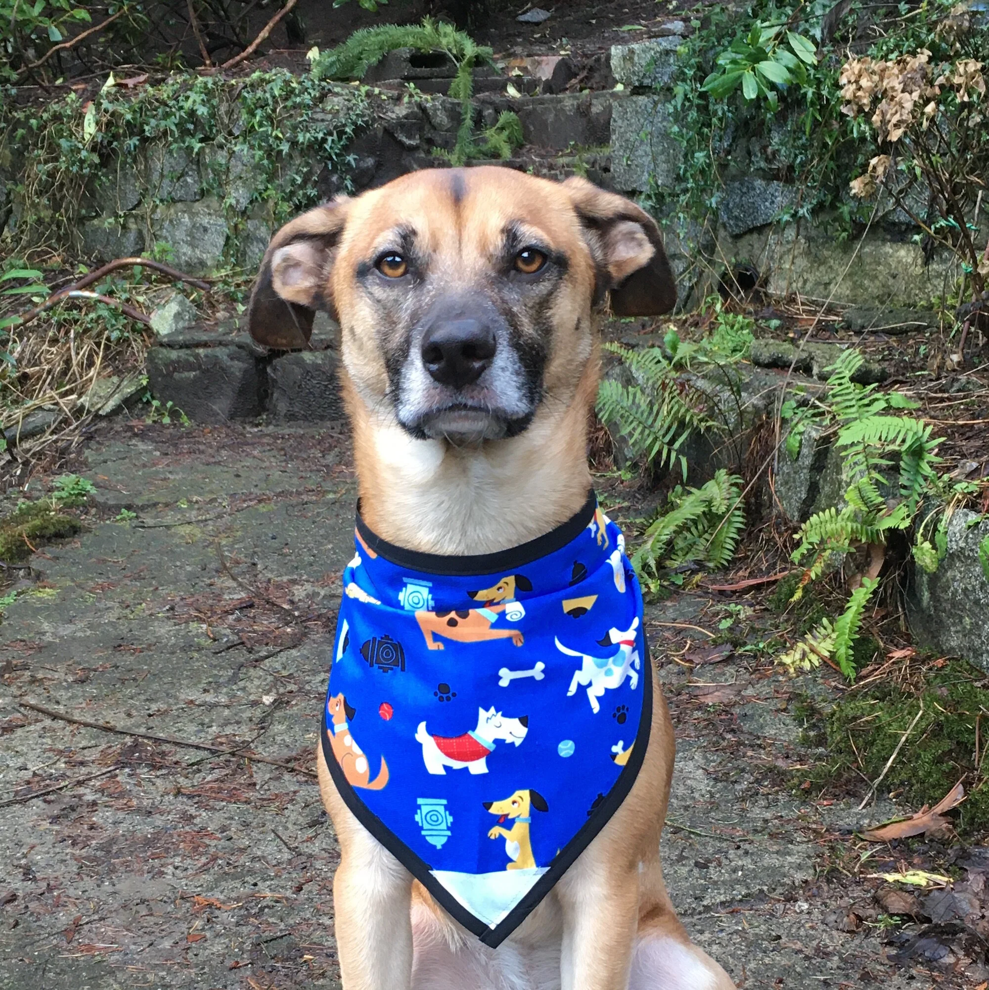 Playful Pups - Pettee.JPG