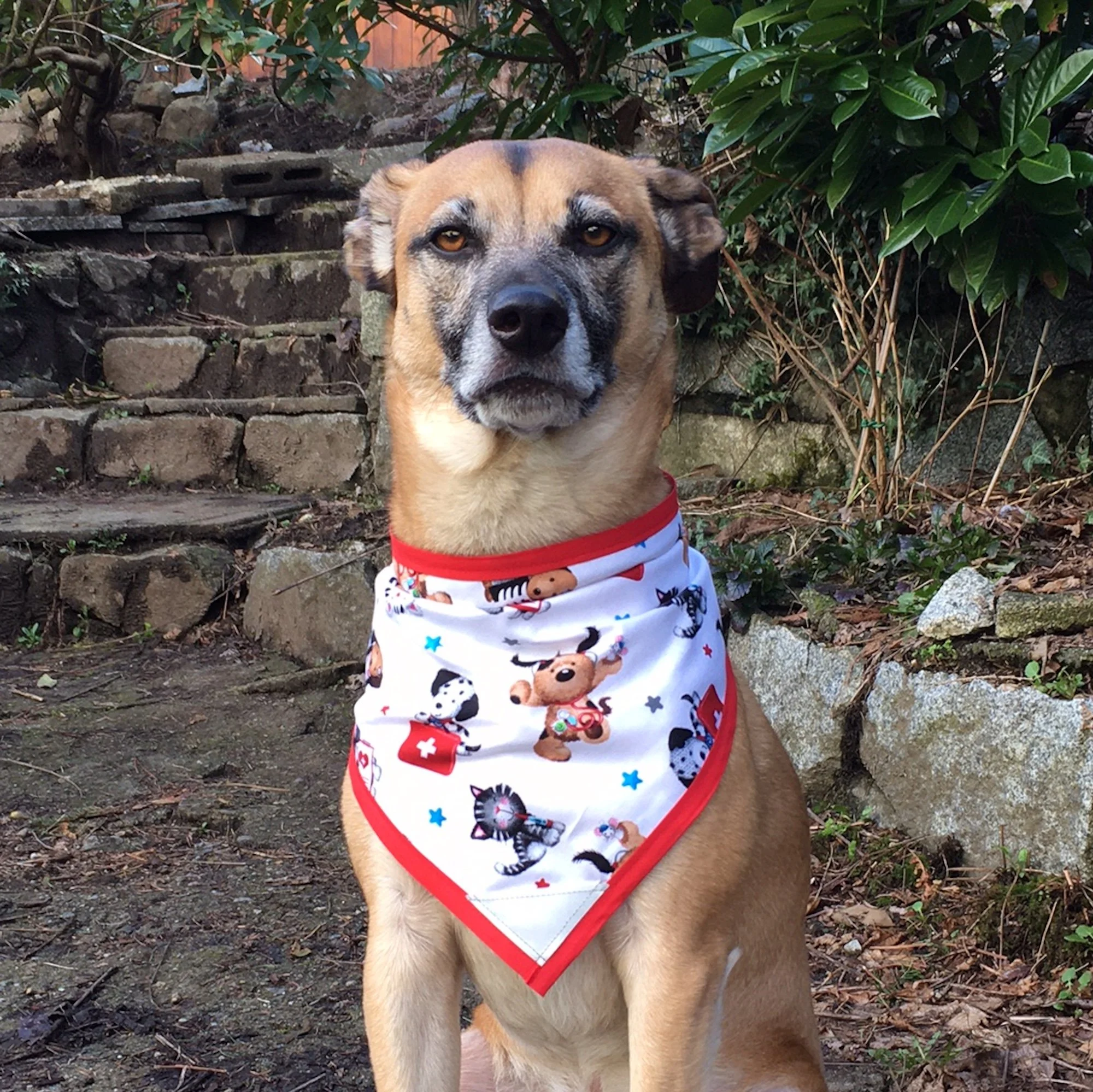 Pet Vet - Pettee.JPG