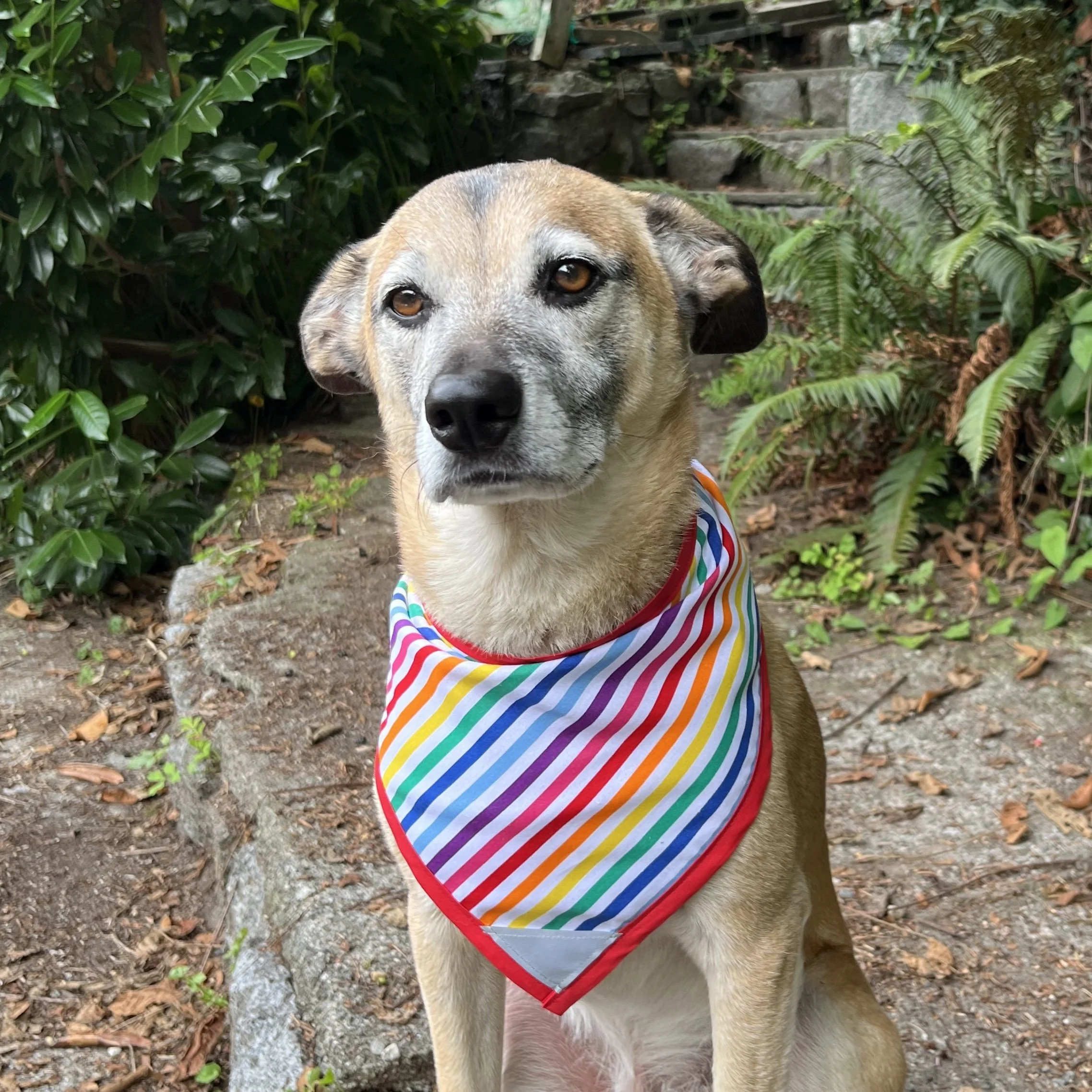 Pride Stripes - P.jpg
