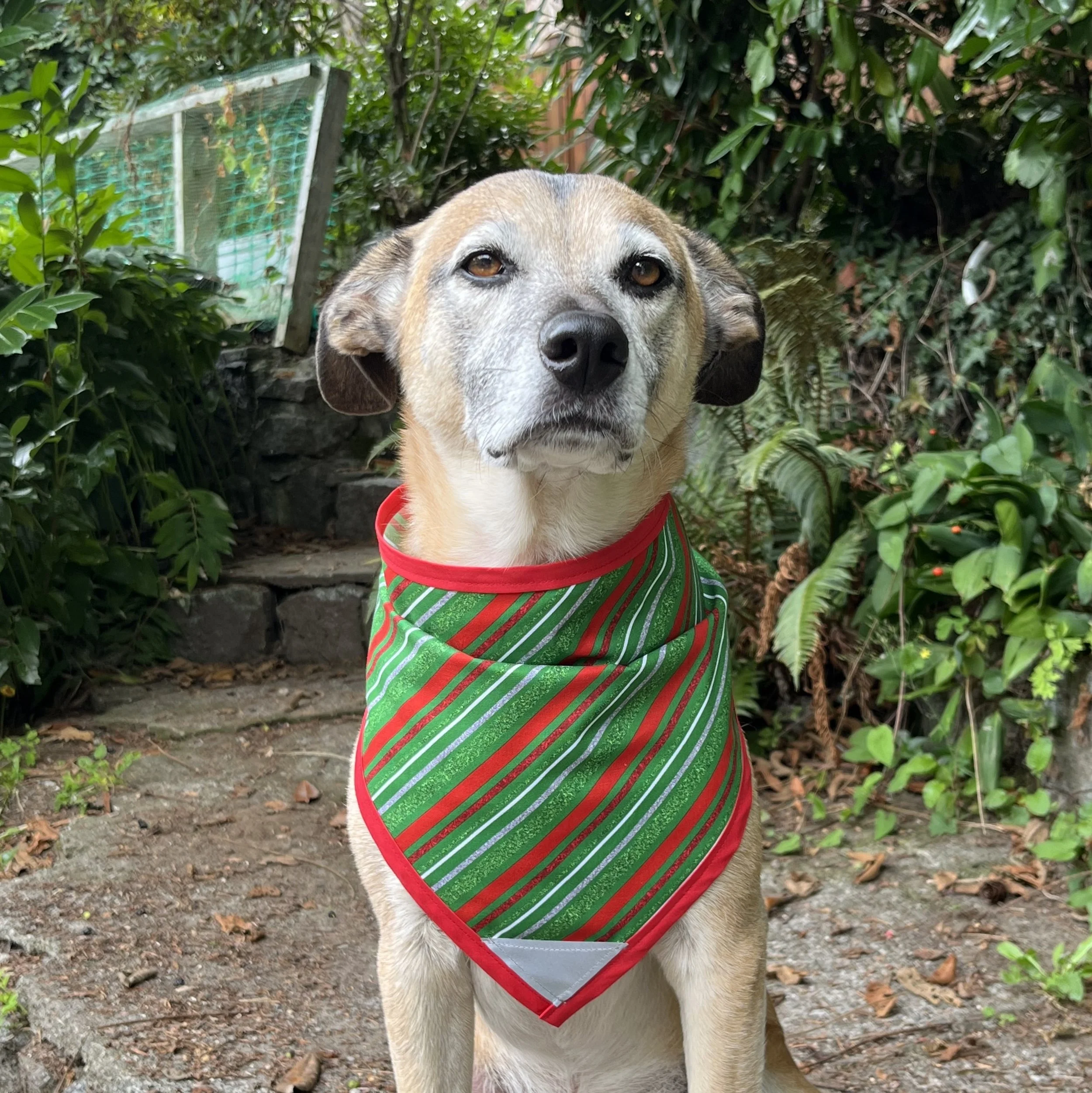 Holiday Stripes - P.jpg