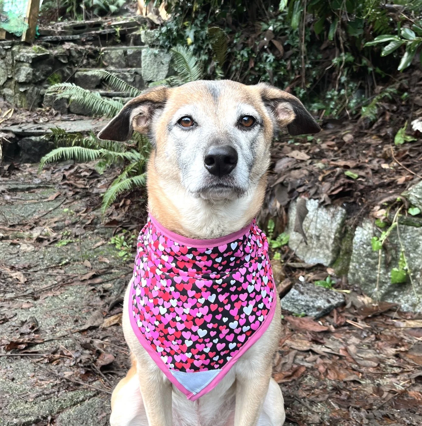 Hearts Galore! - P.JPG