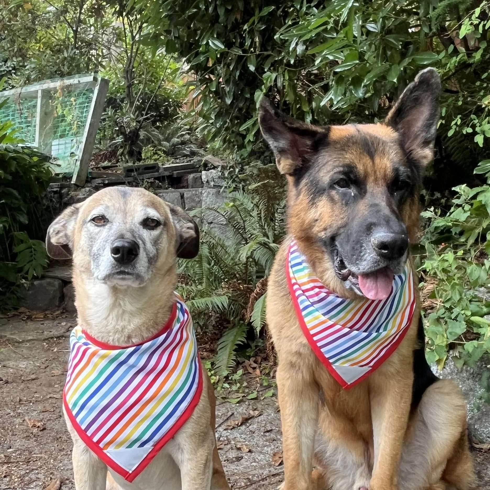 Pride Stripes PR.jpg