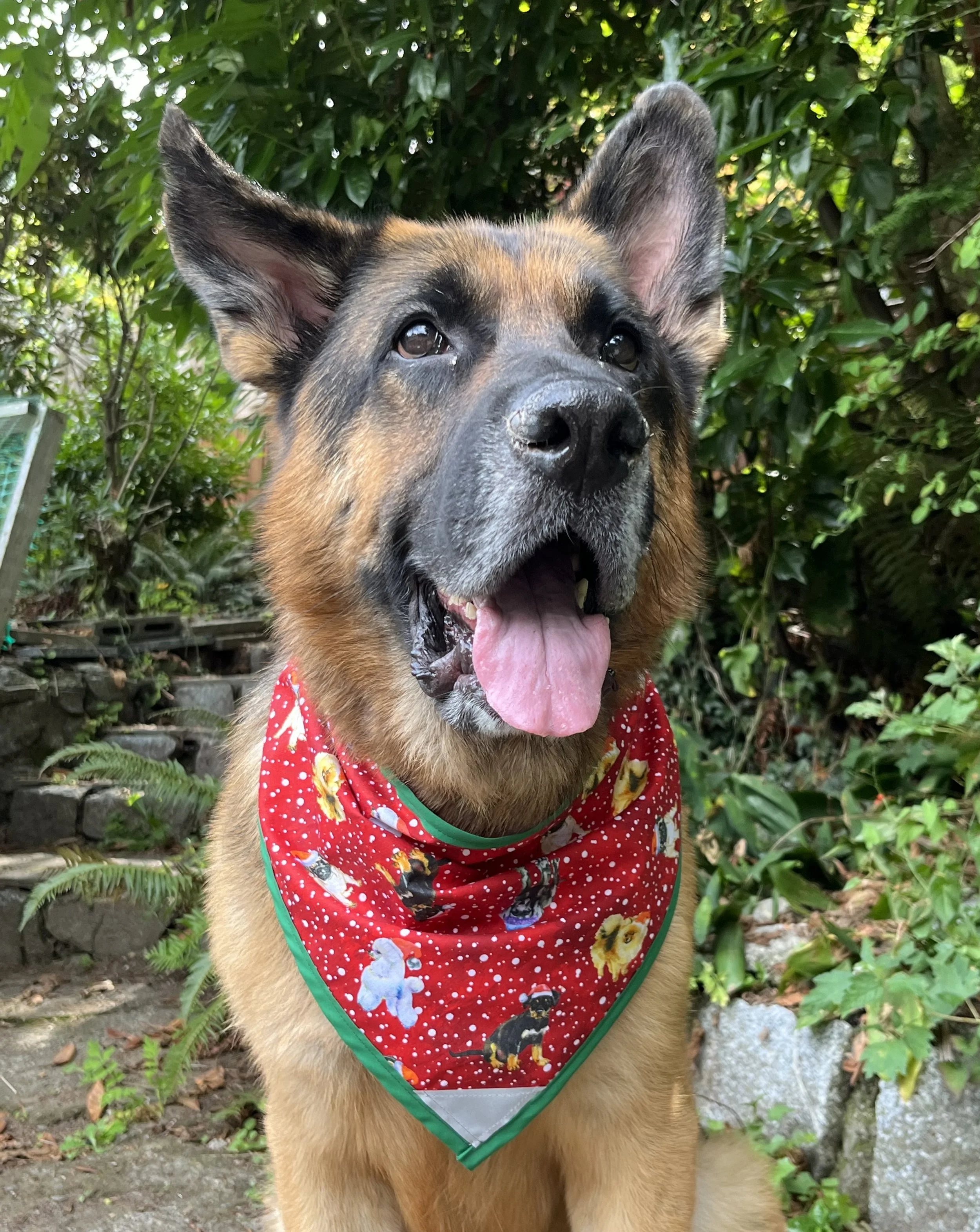 Jingle Pups - R.jpg