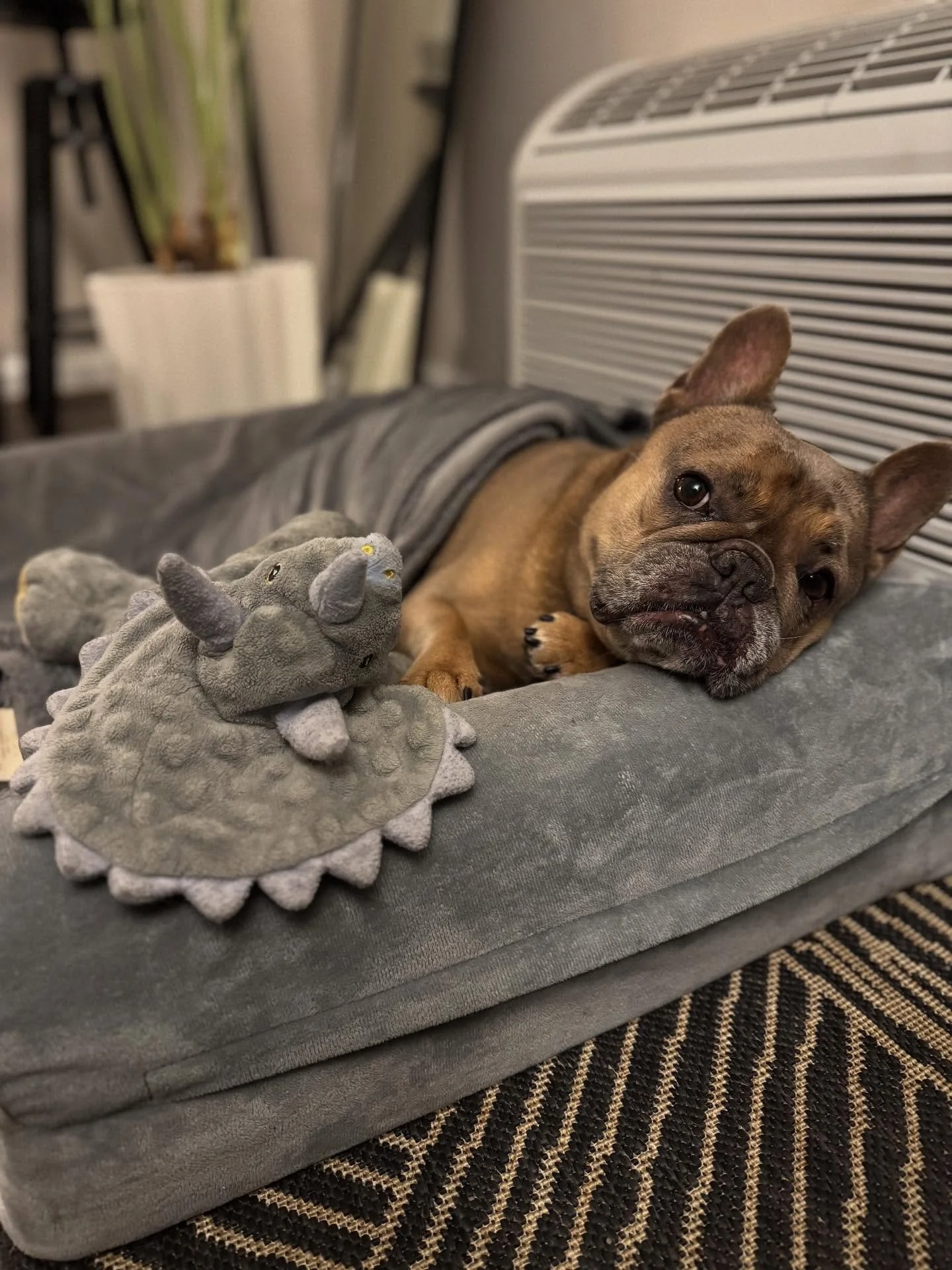 Happy 10th Birthday to my house beast, @roux_thebully!  You&rsquo;re one of the only ladies in this world who has me at her beck and call. 😪  You drive me nuts but I love you!  You&rsquo;ve gotten a little grey too but you look good for your age gir