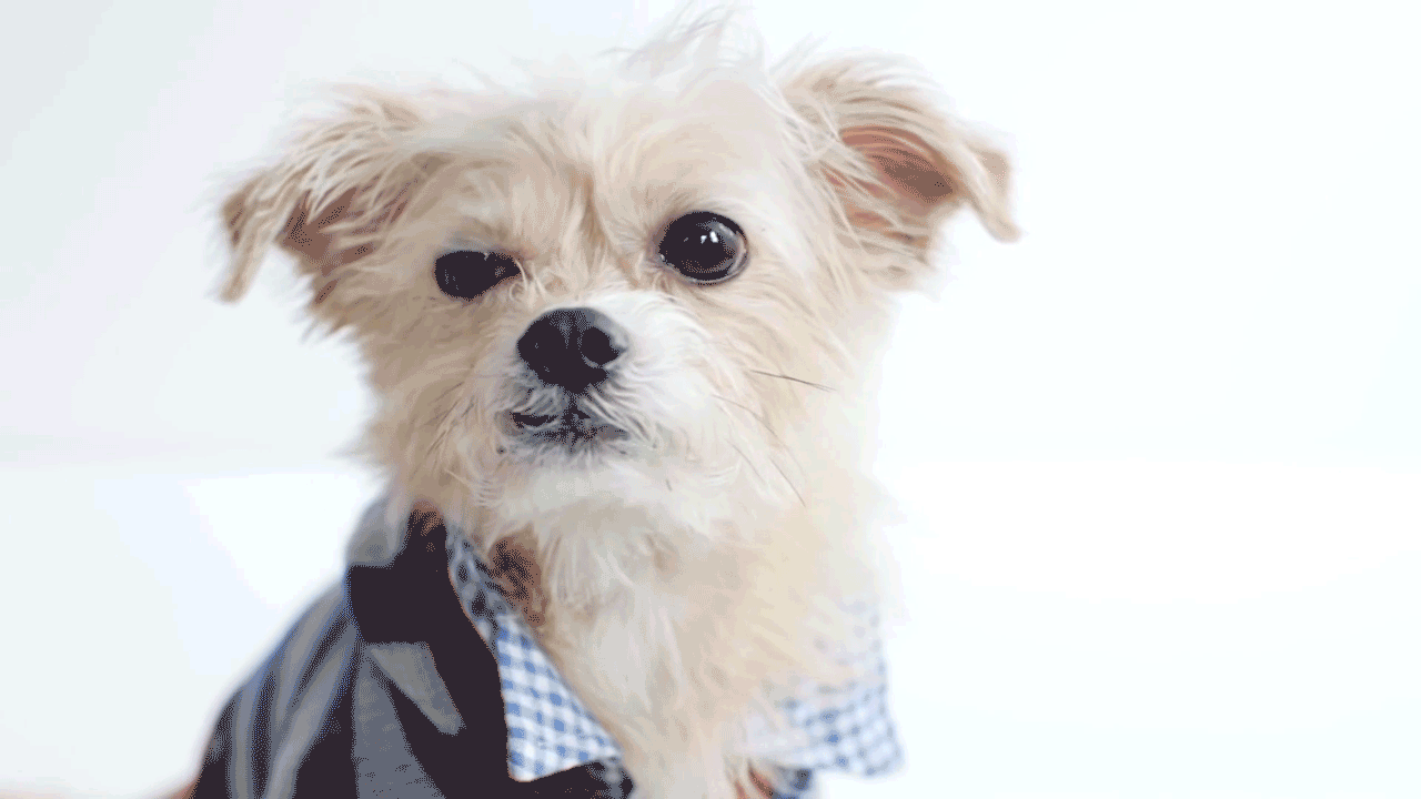 Launching_-Google-Apps-for-Business-Dogs.gif