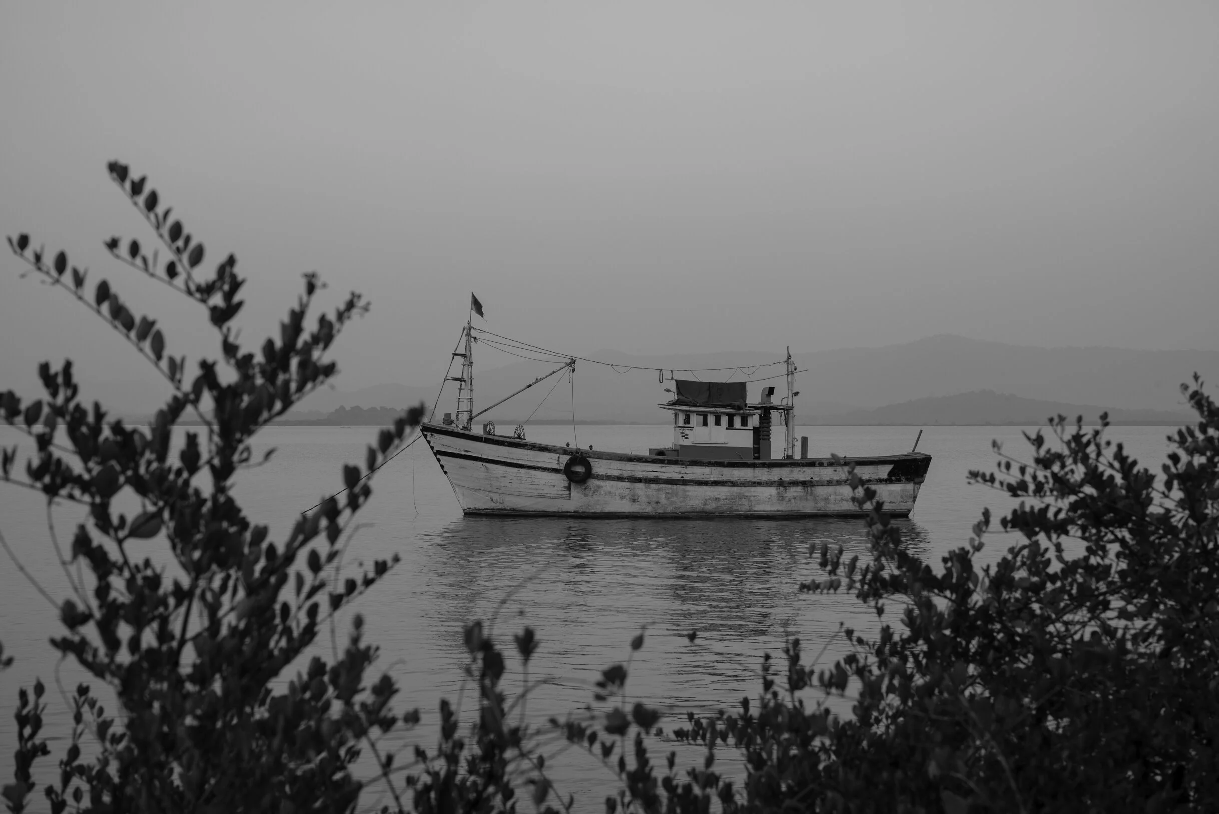 Barco entre malezas.