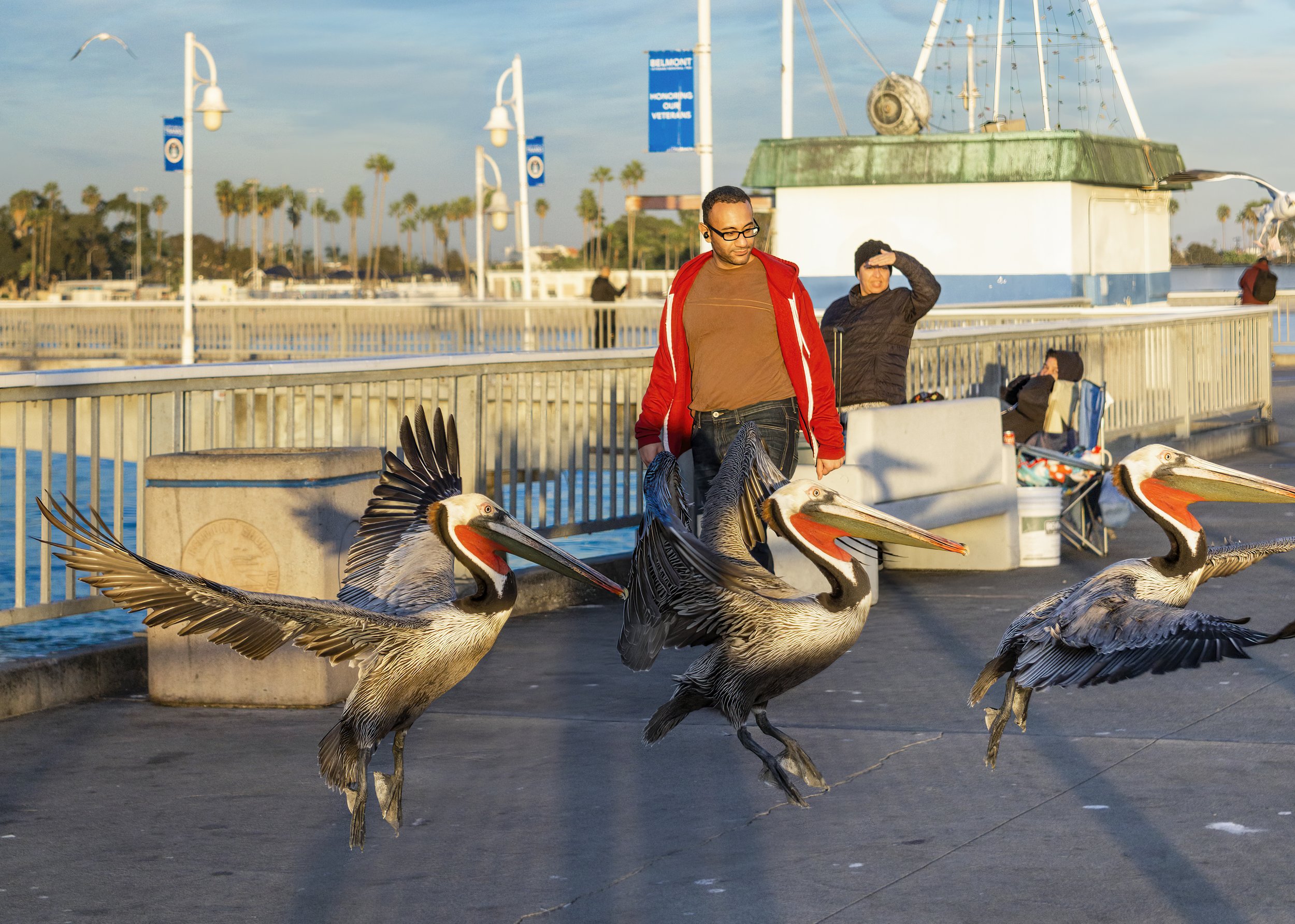 Pelican Parade.jpg