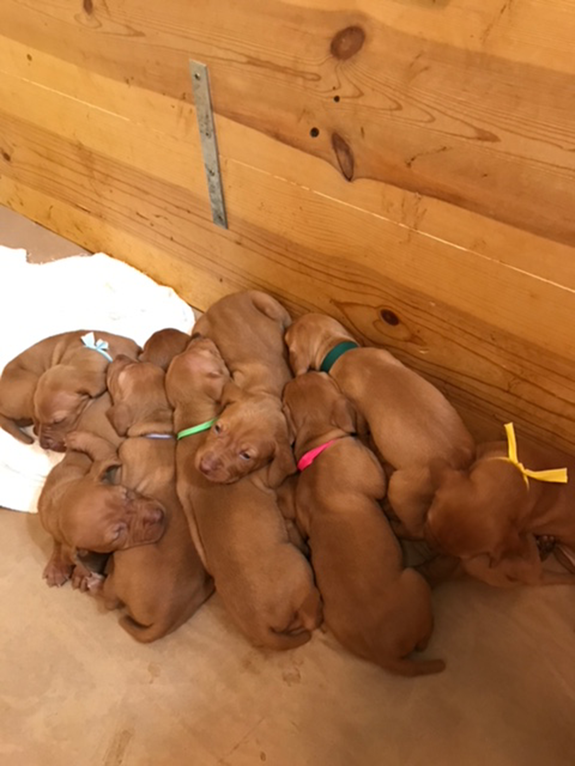 puppy blanket with mom's scent