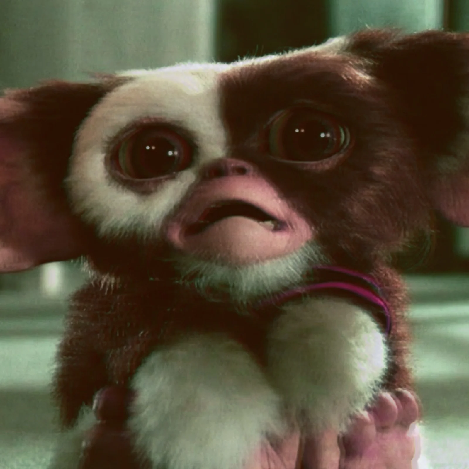 gizmo-gremlins2.jpeg