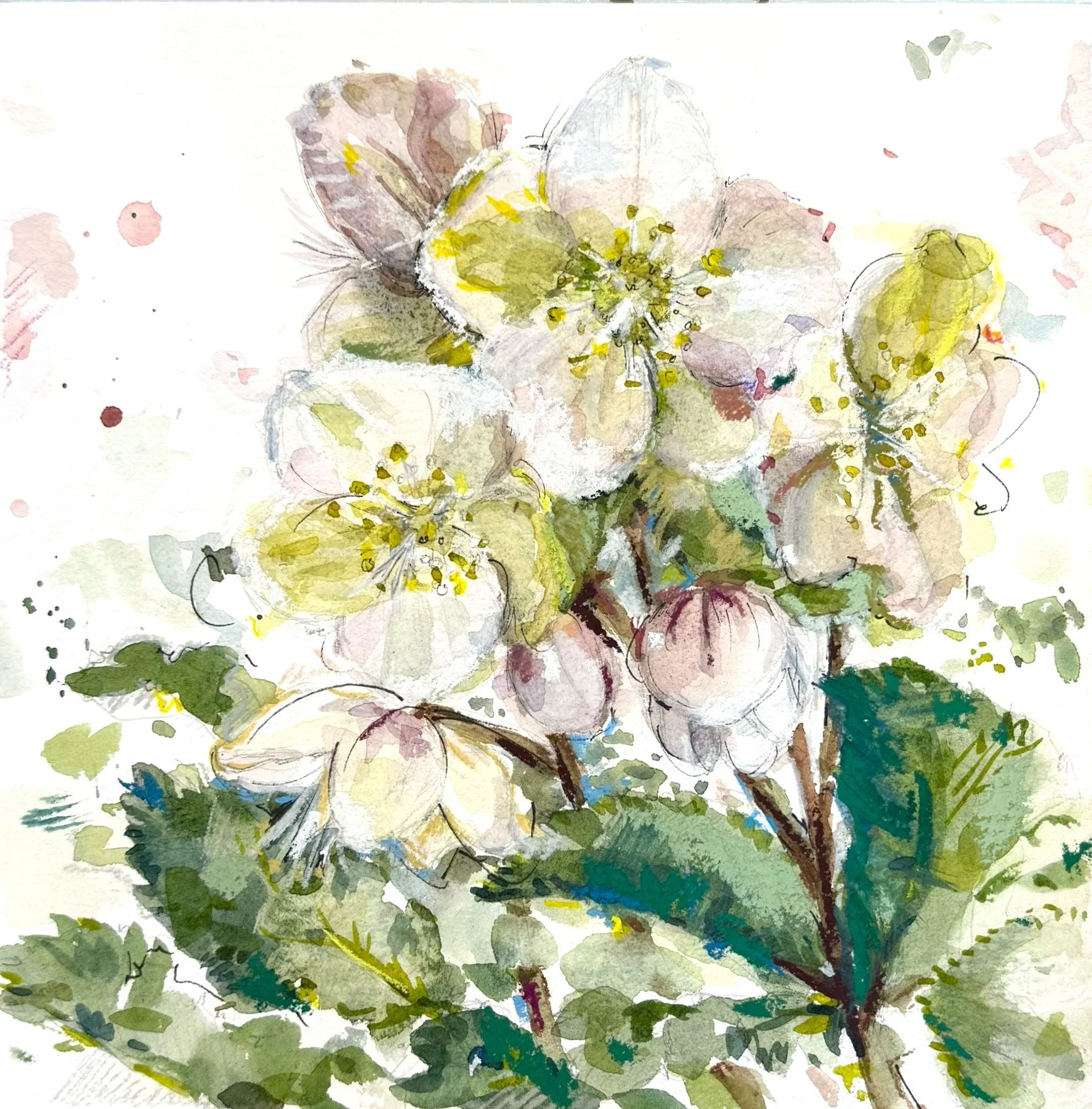 Lenten Roses