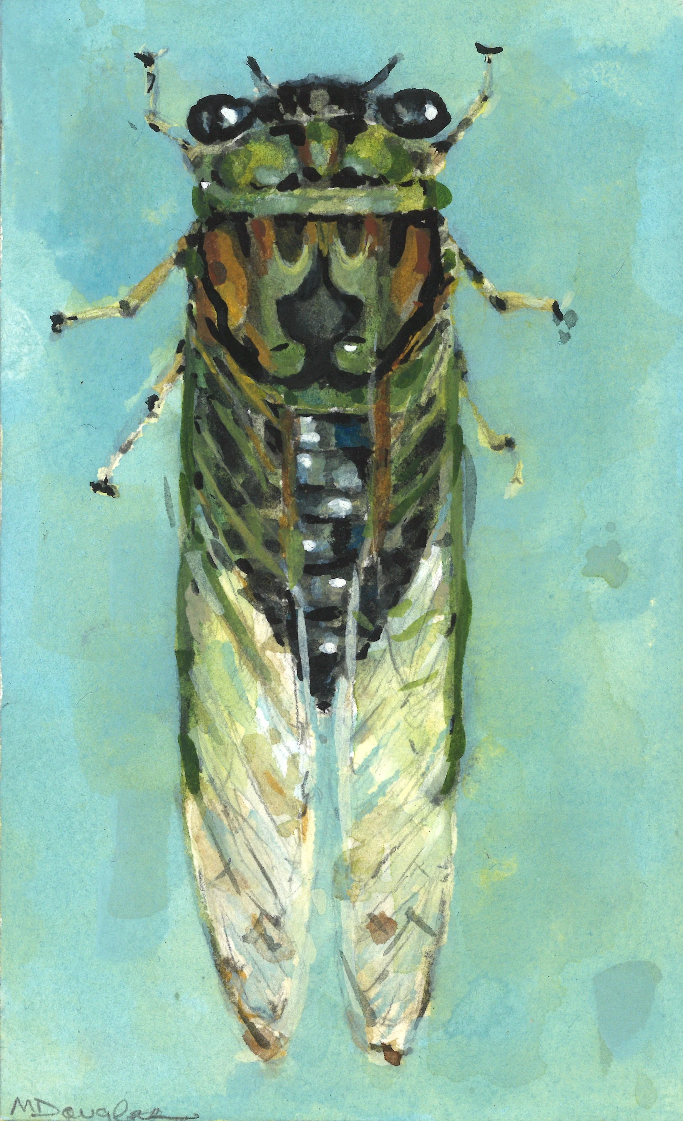 cicada no border.jpg