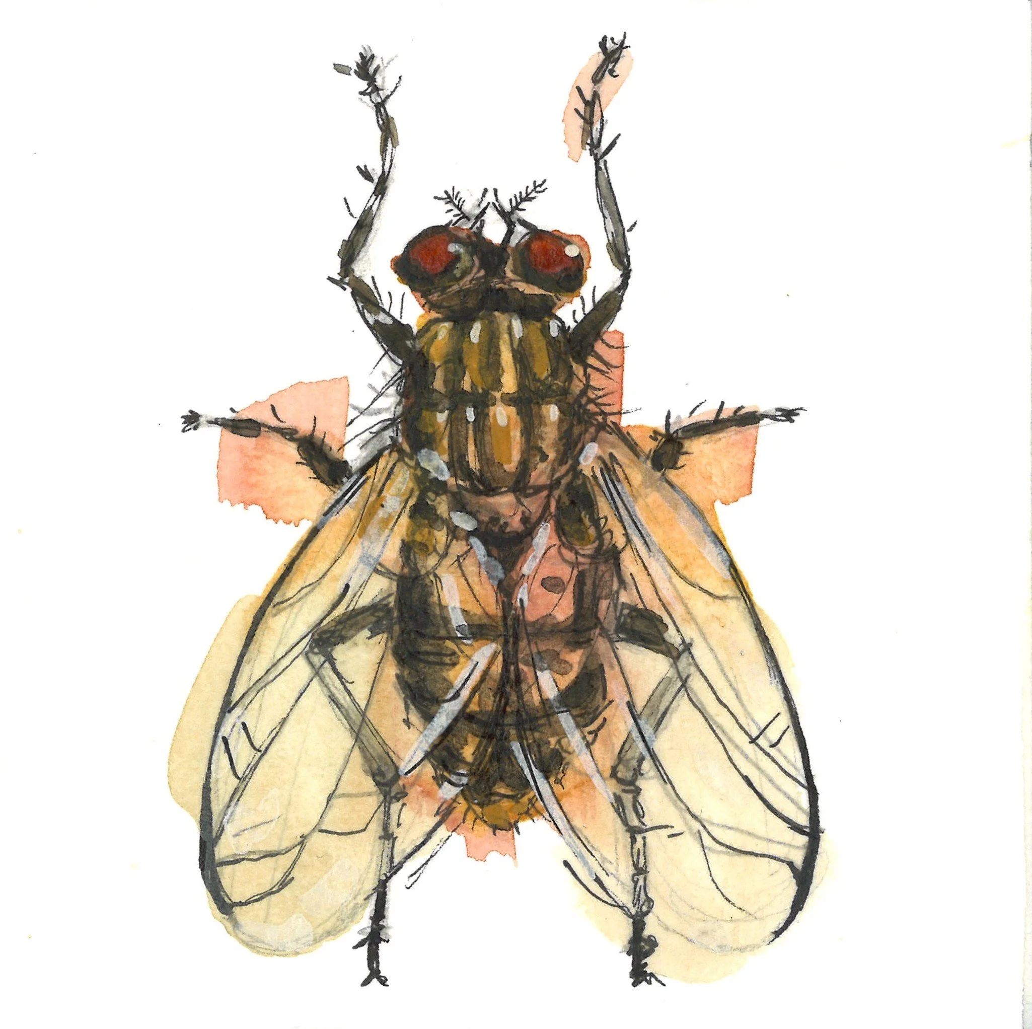 fly without border.jpg