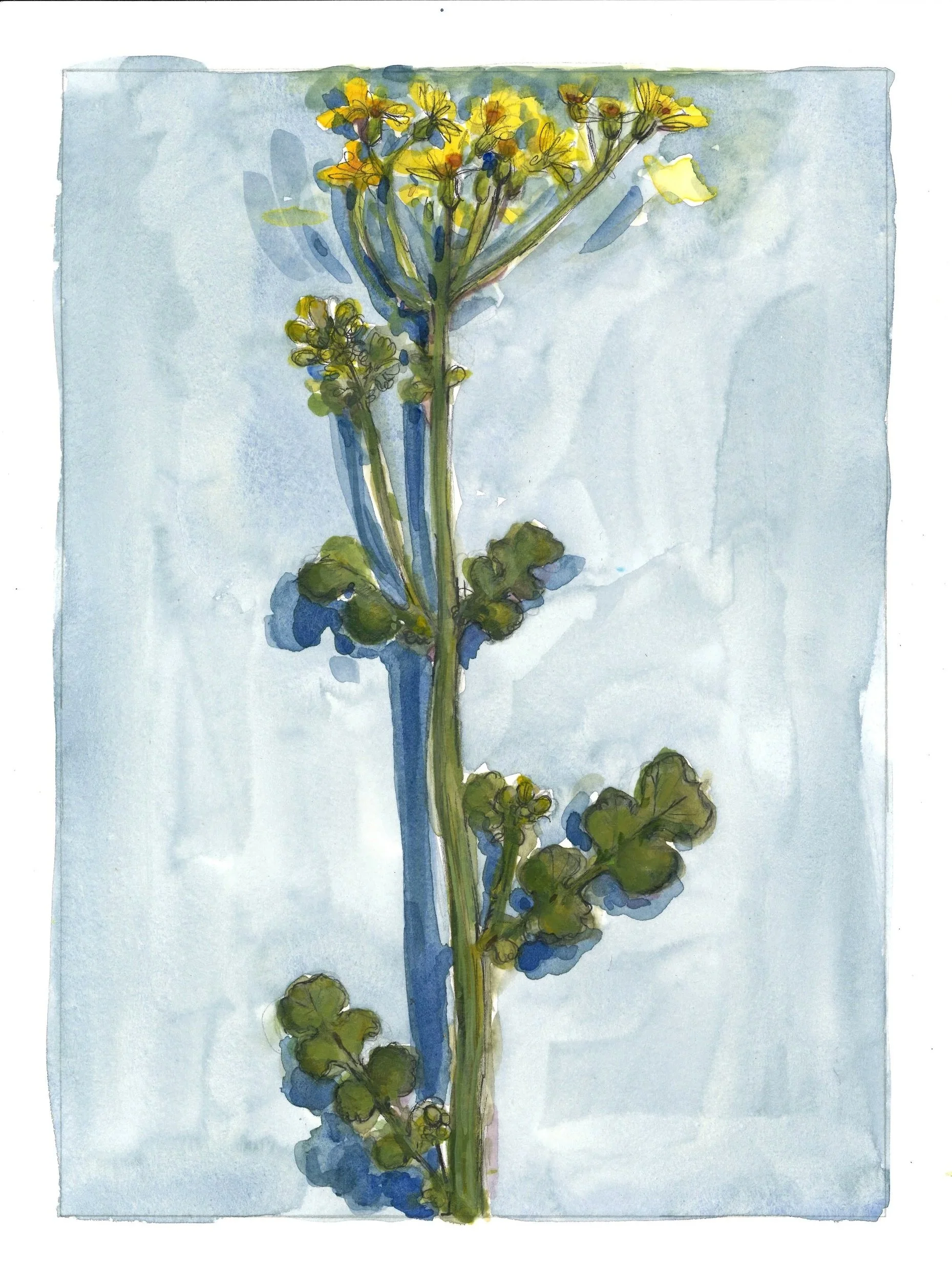 goldenrod+crop.jpg