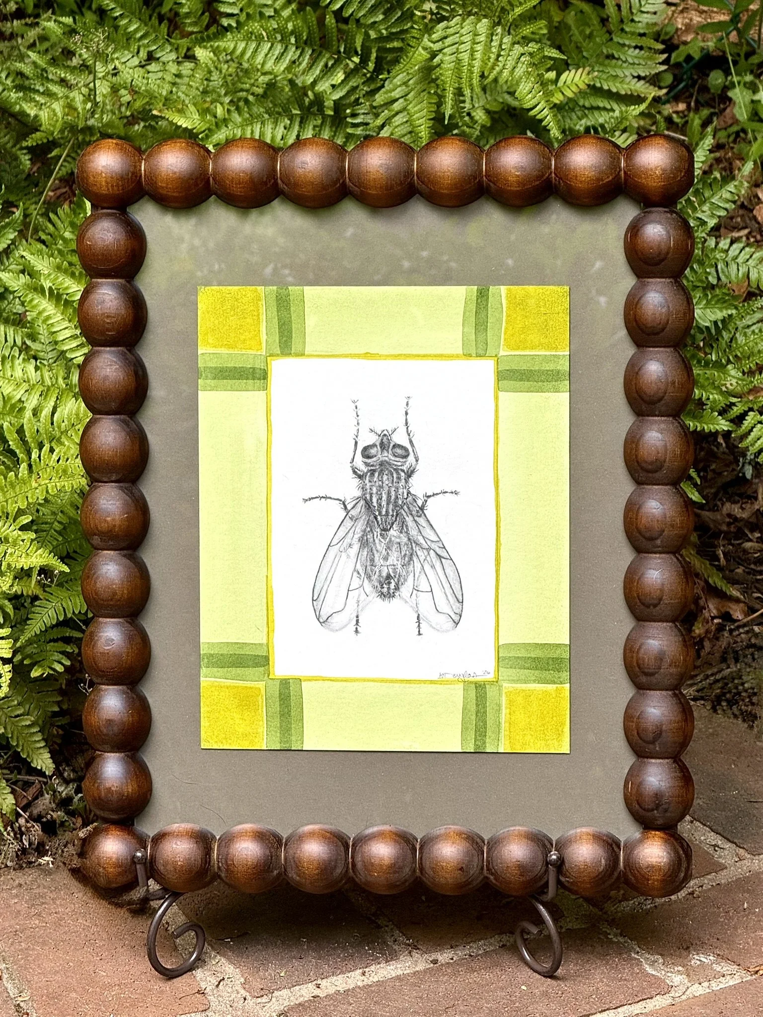 framed fly.JPEG