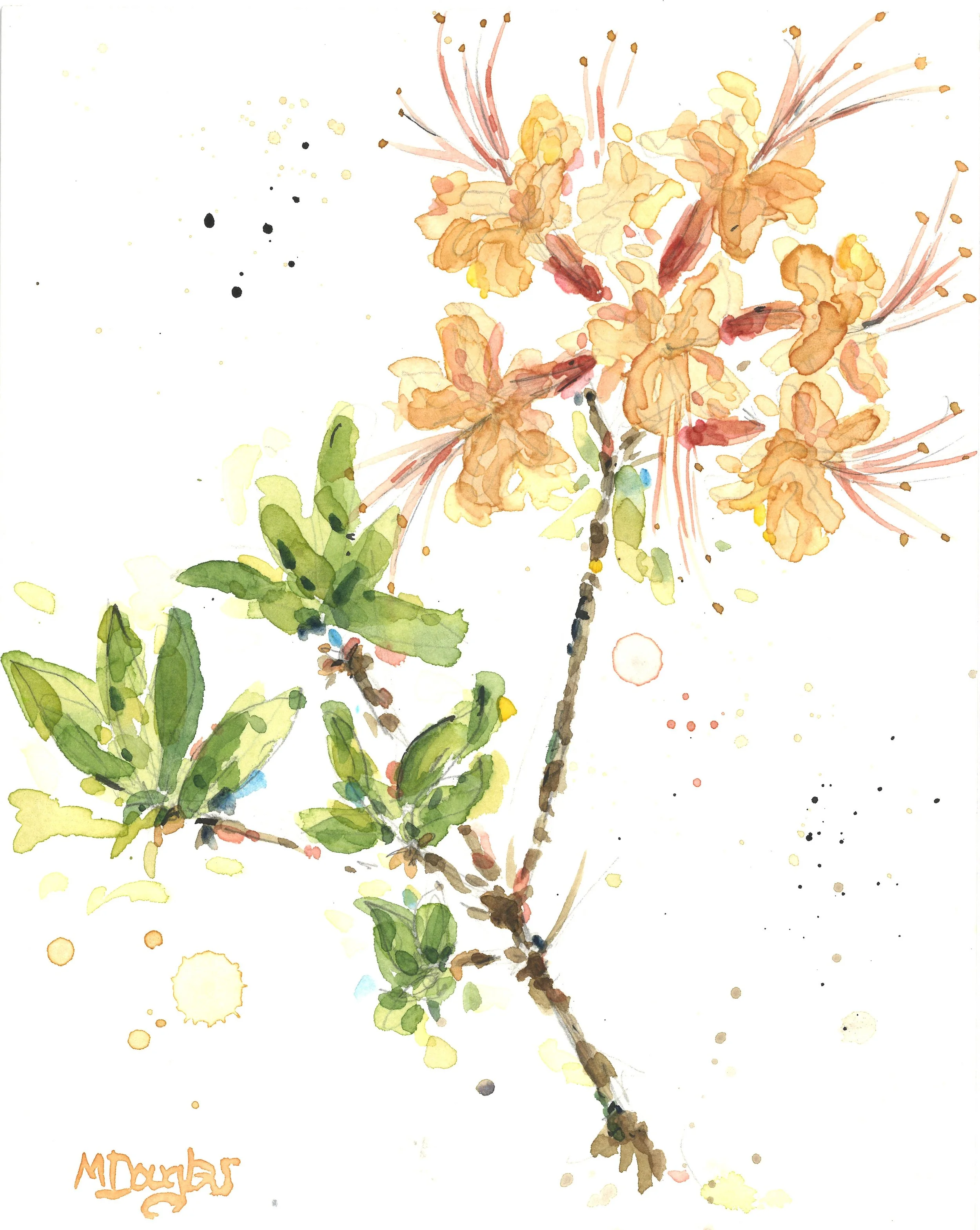 Wild Azaleas crop.jpg