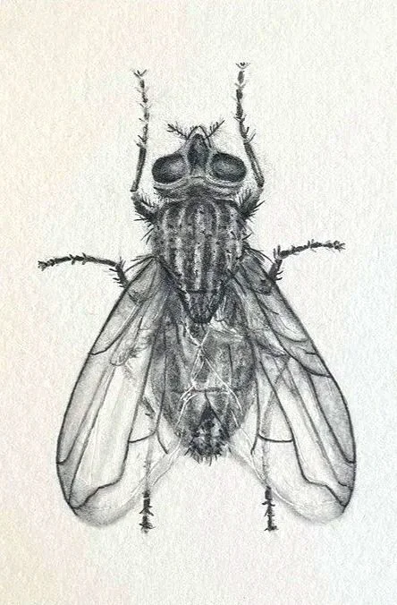 graphite%2Bfly.jpg
