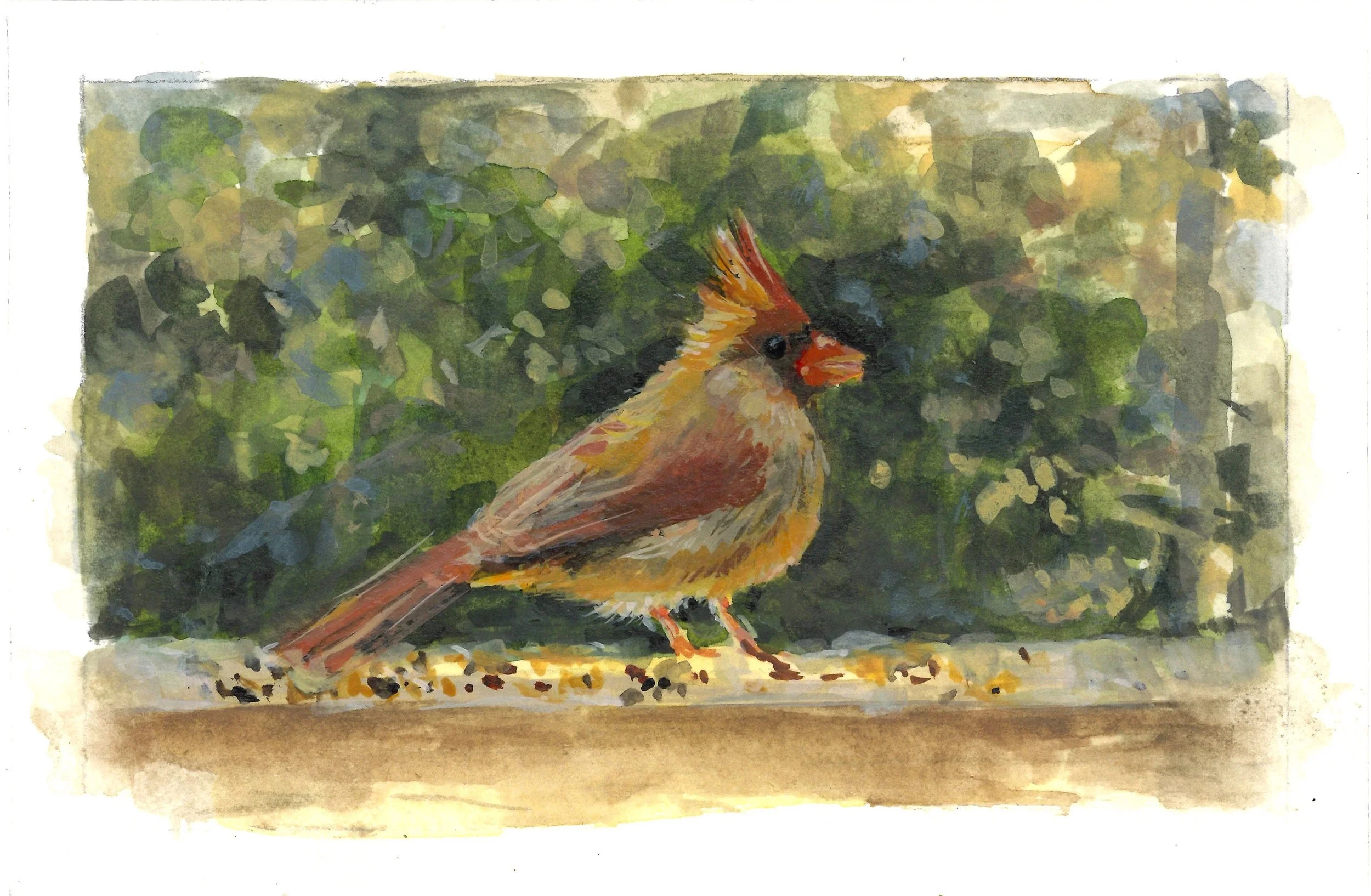 Cardinal Female crop.jpg