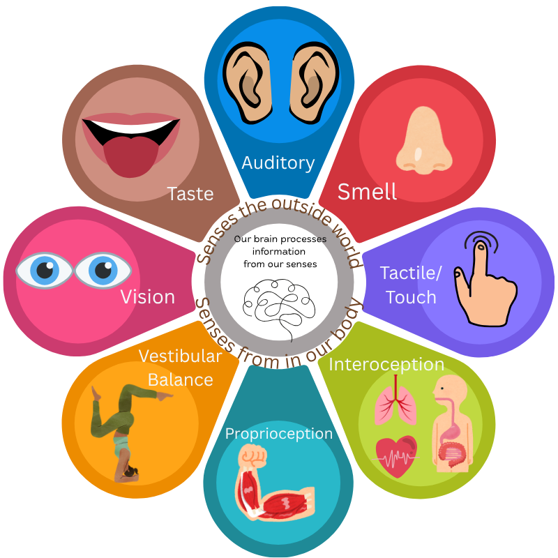 graphic of 8 petals around a brain, each representing the 8 sensory systems: vision, auditory, smell, taste, proprioception, vestibular/balance, and interoception