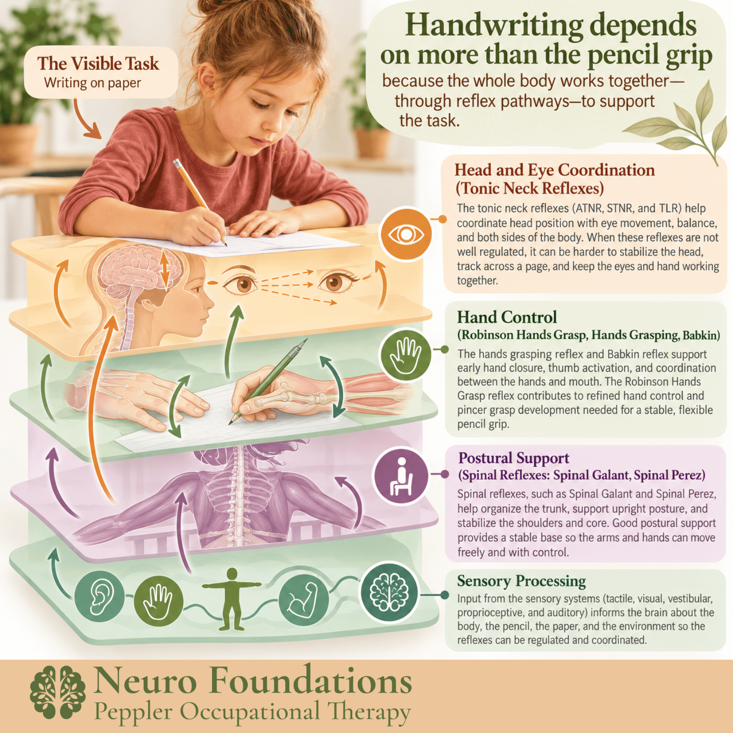 Educational graphic describing the relationship of several reflexes to the task of handwriting