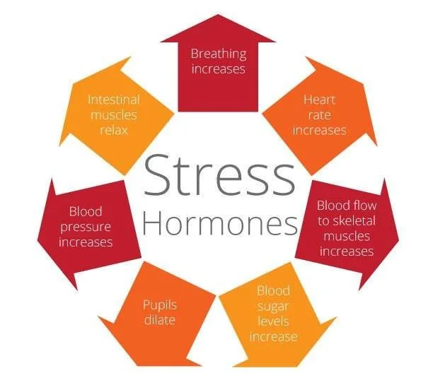 infographic with stress hormones written in the middle, and arrows outward that lead to various bodily functions which biological stress effects
