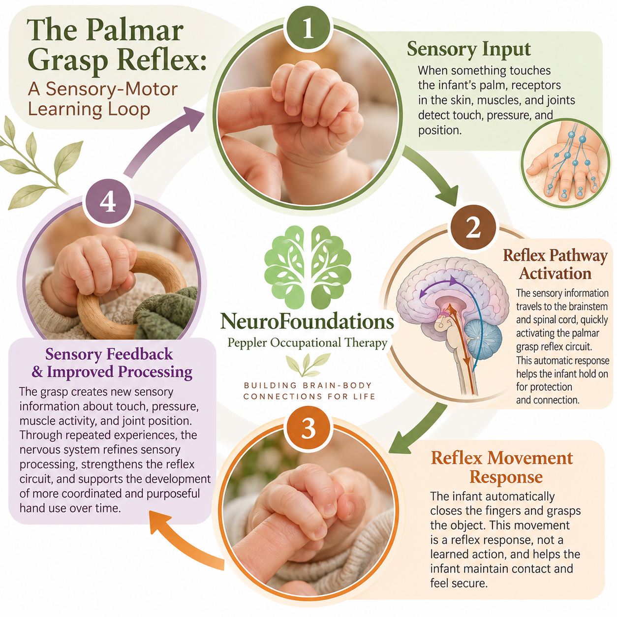 Educational illustration of the Palmar Grasp Reflex circuit, showing how touch to the palm activates an automatic grasping response through sensory and motor pathways in the nervous system.