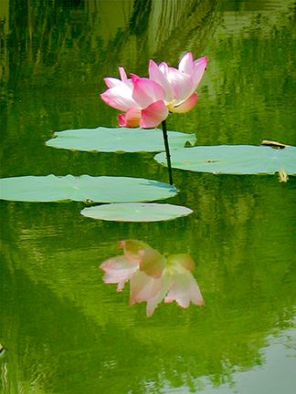 Lotus04.png