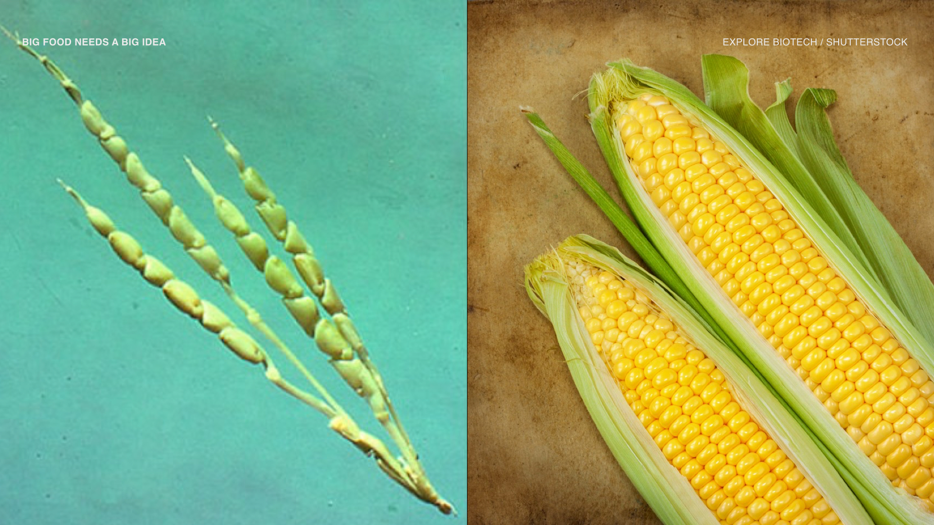 This is corn. It was cultivated from a small, wild cob to the giant size we know today.
