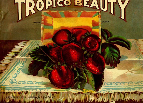 4. Tropico was famous for its strawberries, called “Tropico Beauties”