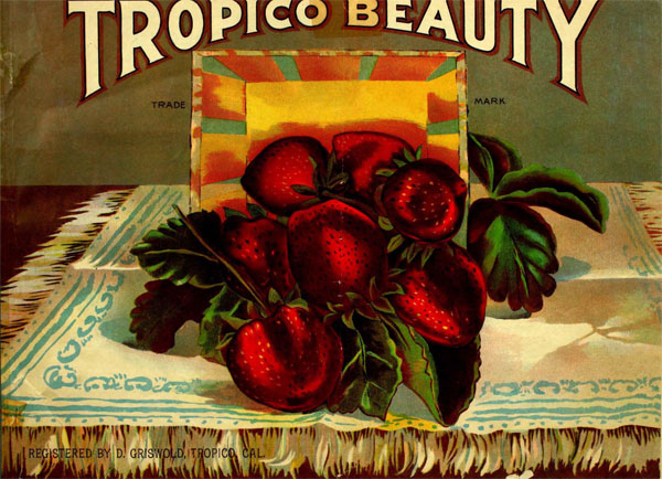  4. Tropico was famous for its strawberries, called “Tropico Beauties” 