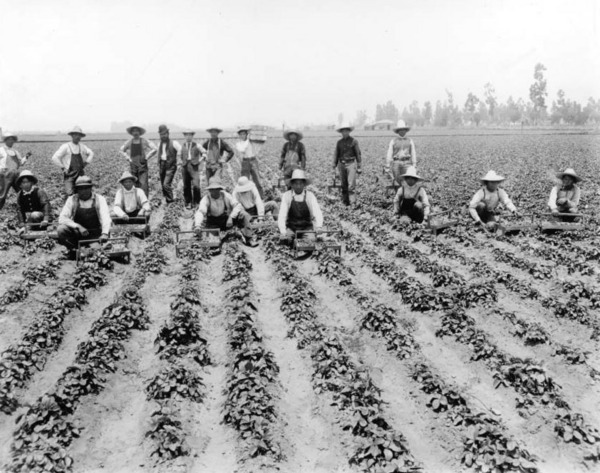  5. Farm workers on a Tropico strawberry field, ca. 1900 