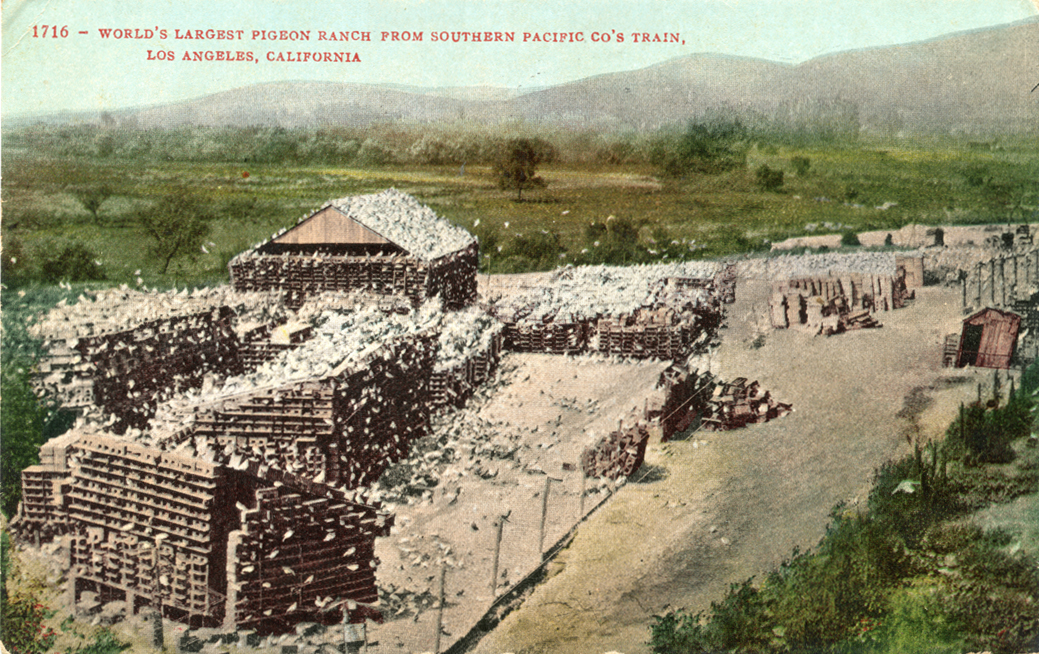  14. Postcard showing the view of pigeon farm from the train 