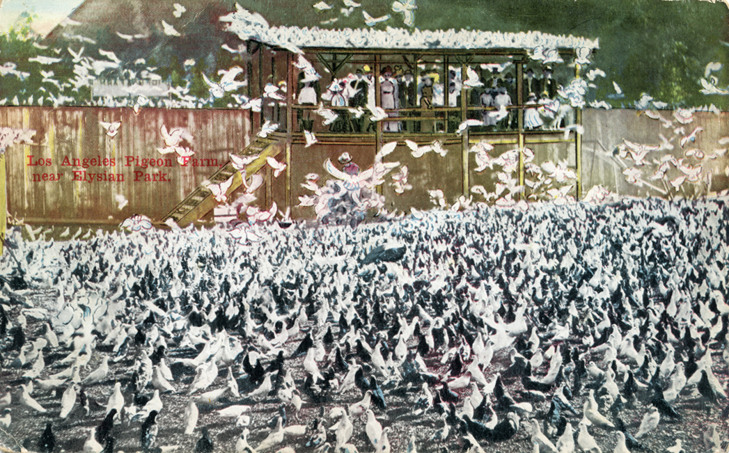  15. The Pigeon Farm was a tourist attraction, 1911 