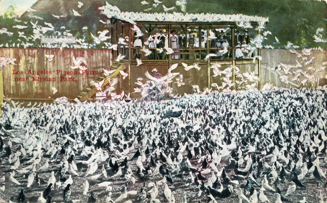15. The Pigeon Farm was a tourist attraction, 1911