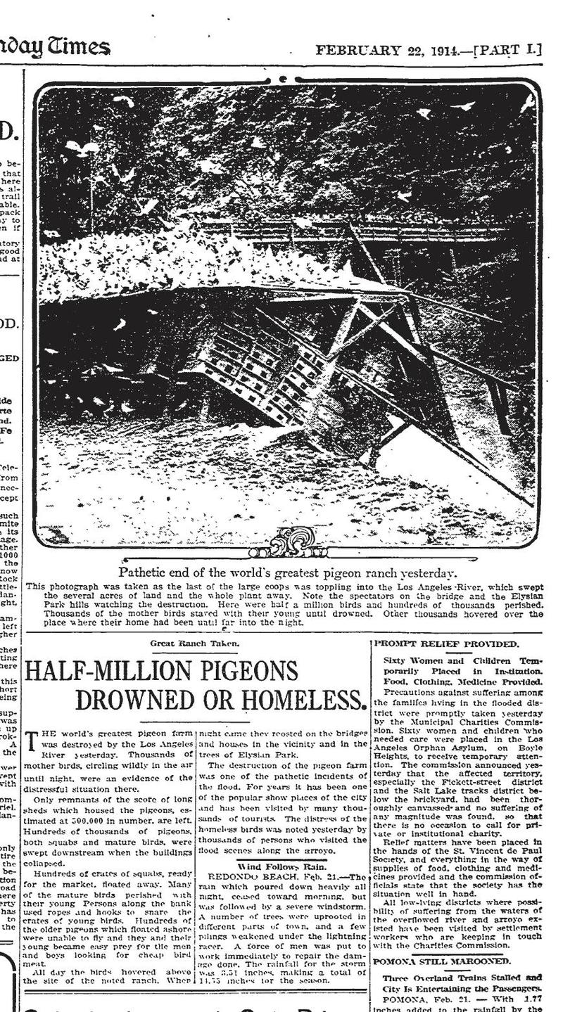  17. Newspaper coverage of the Pigeon Farm’s demise, 1914 