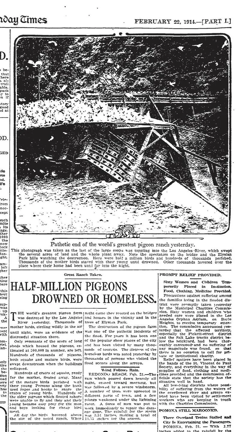 17. Newspaper coverage of the Pigeon Farm’s demise, 1914
