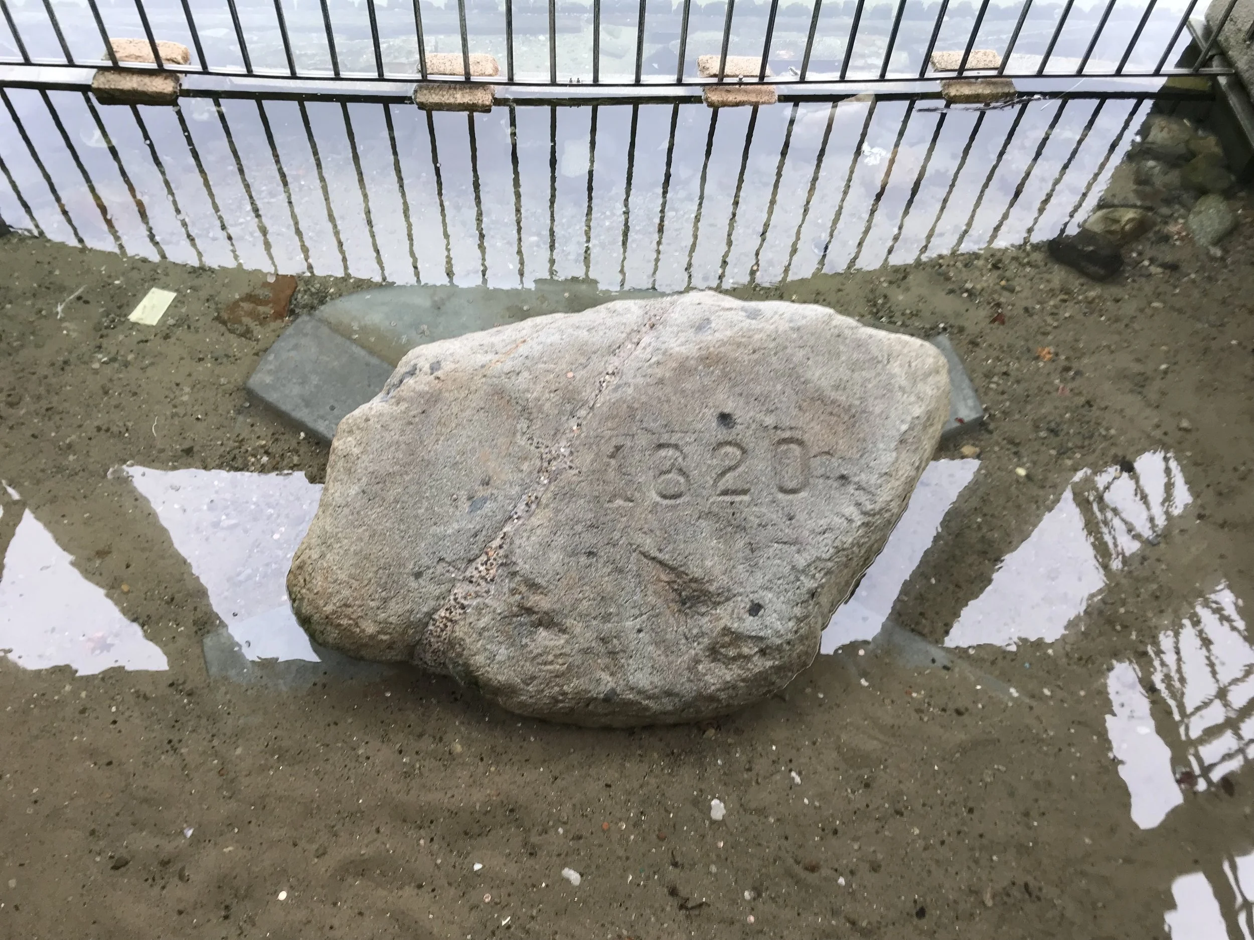 plymouth_rock.jpeg