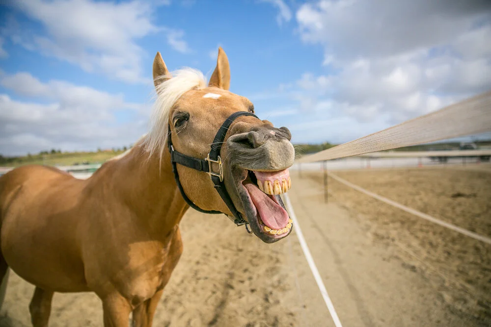 Cavalia horsegrin-9032.jpg